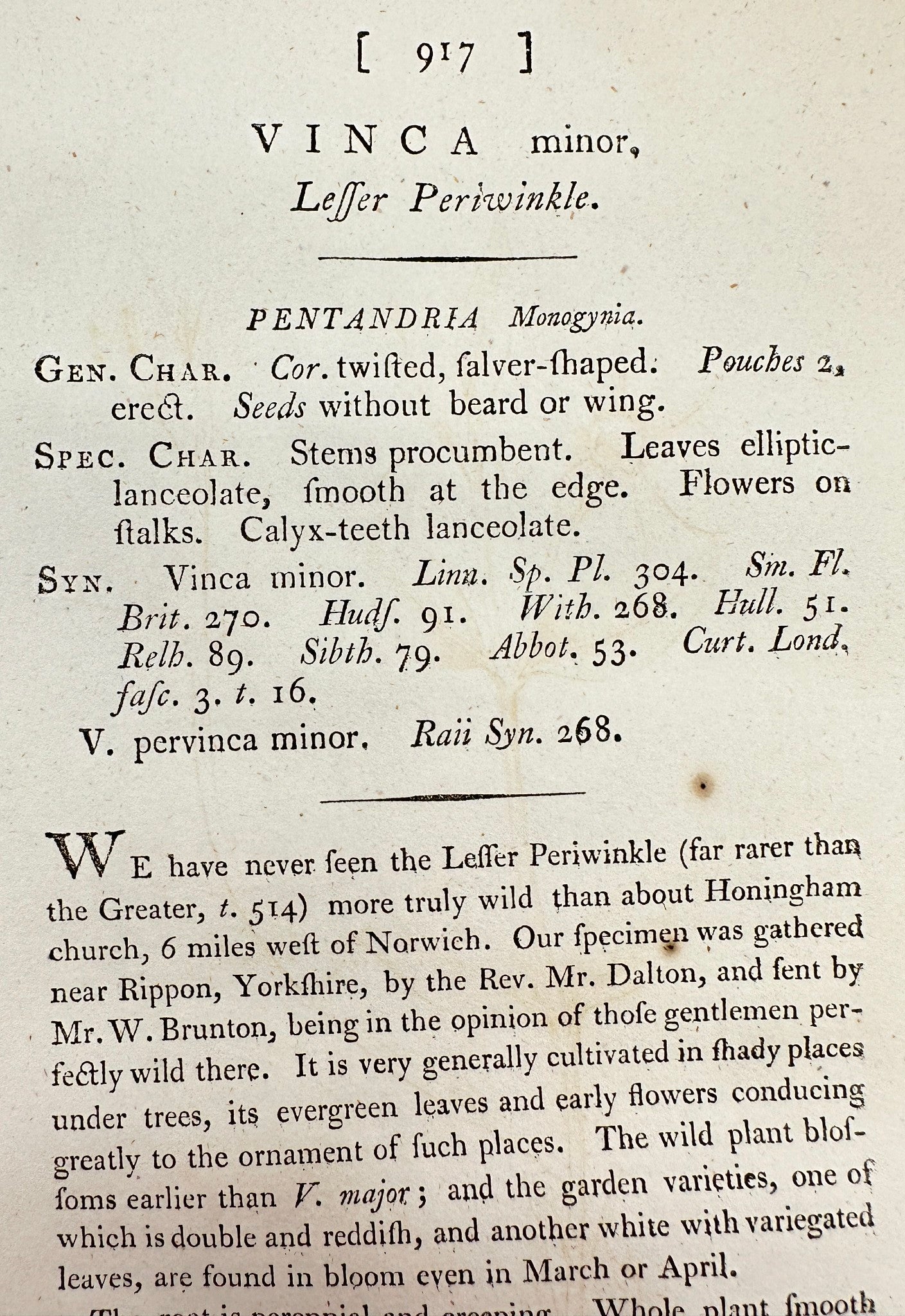 Antique Botanical Print - James Sowerby - Vinca Minor - Leffer Periwinkle - F1