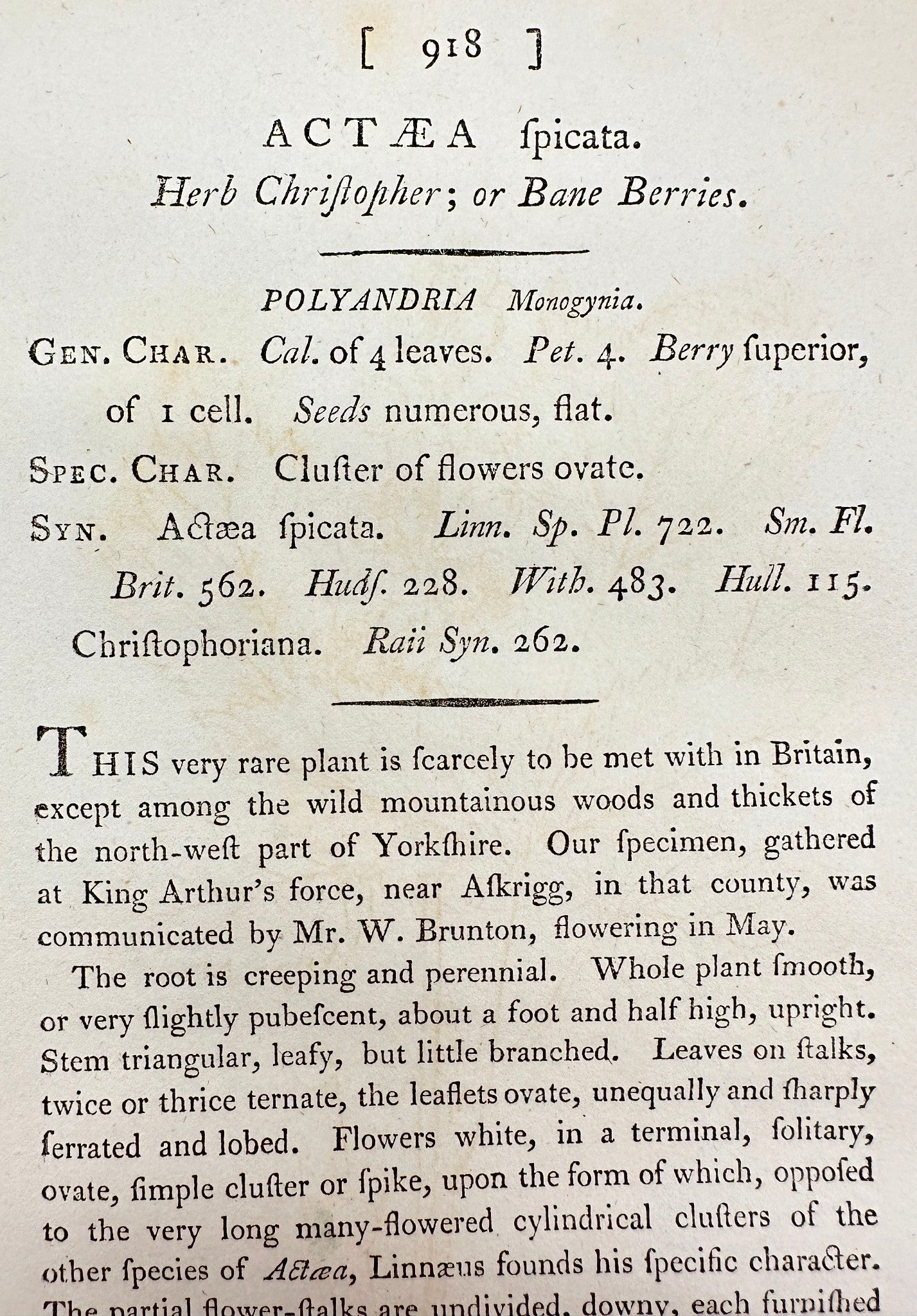 Antique Botanical Print - James Sowerby - Actæa Fpicata - Actaea Spicata - F1