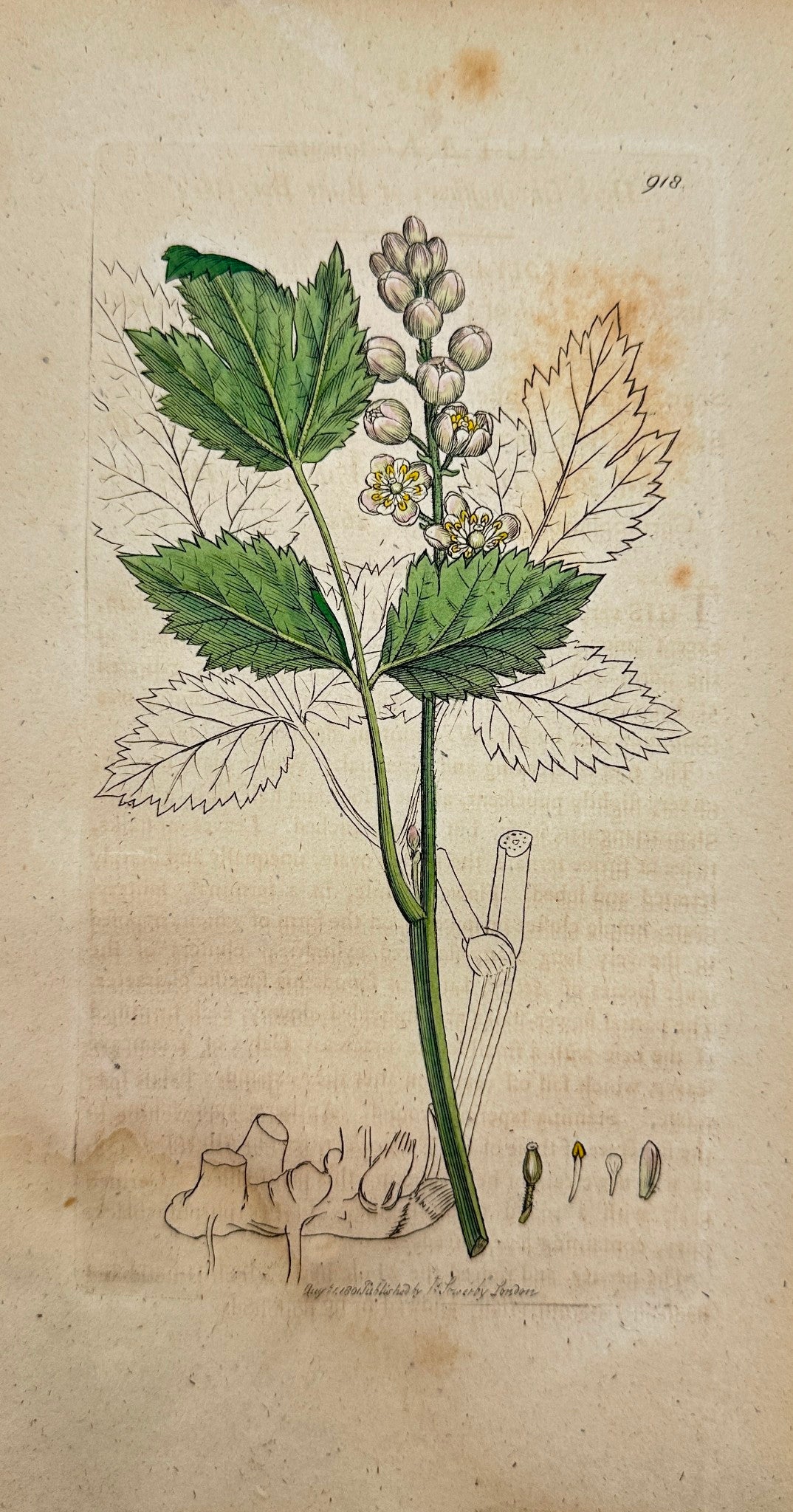 Antique Botanical Print - James Sowerby - Actæa Fpicata - Actaea Spicata - F1