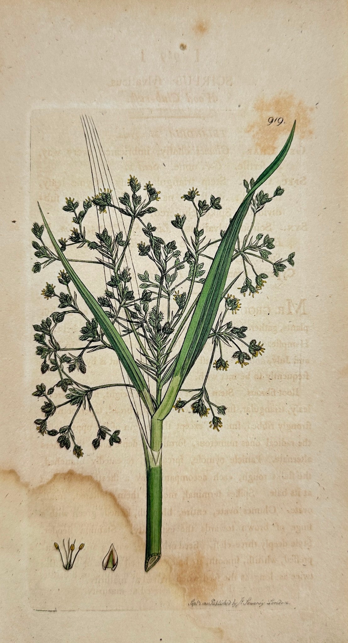 Antique Botanical Print - James Sowerby - Scirpus Fylvatic - Wood Club-rush - F1