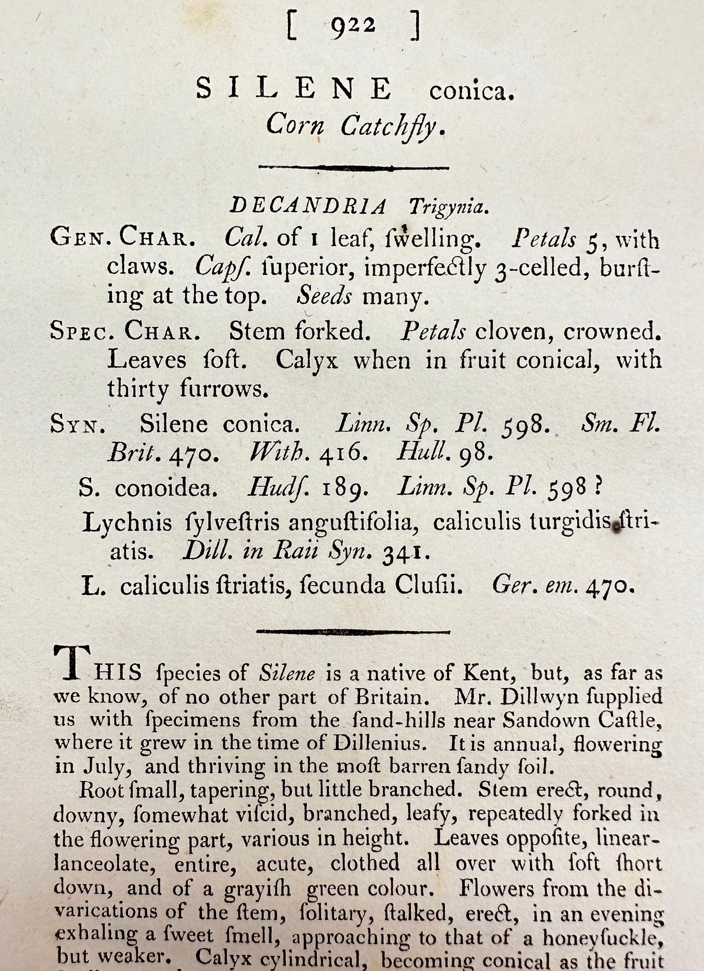 Antique Botanical Print - James Sowerby - Silene Conica - Corn Catchfly - F1