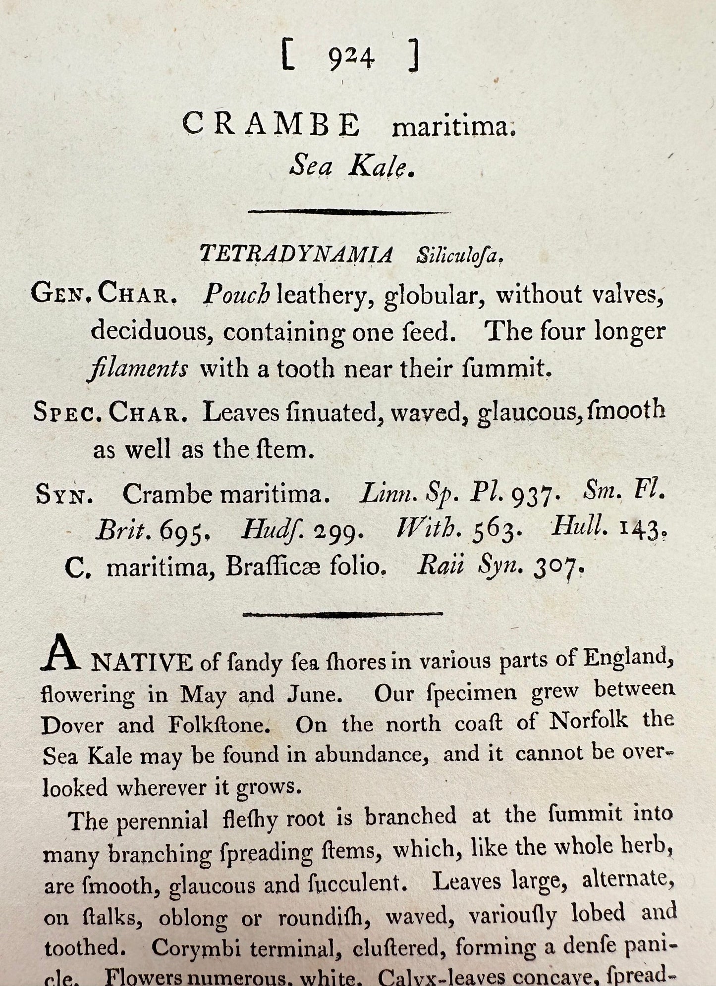 Antique Botanical Print - James Sowerby - Crambe Maritima - Sea Kale - F1