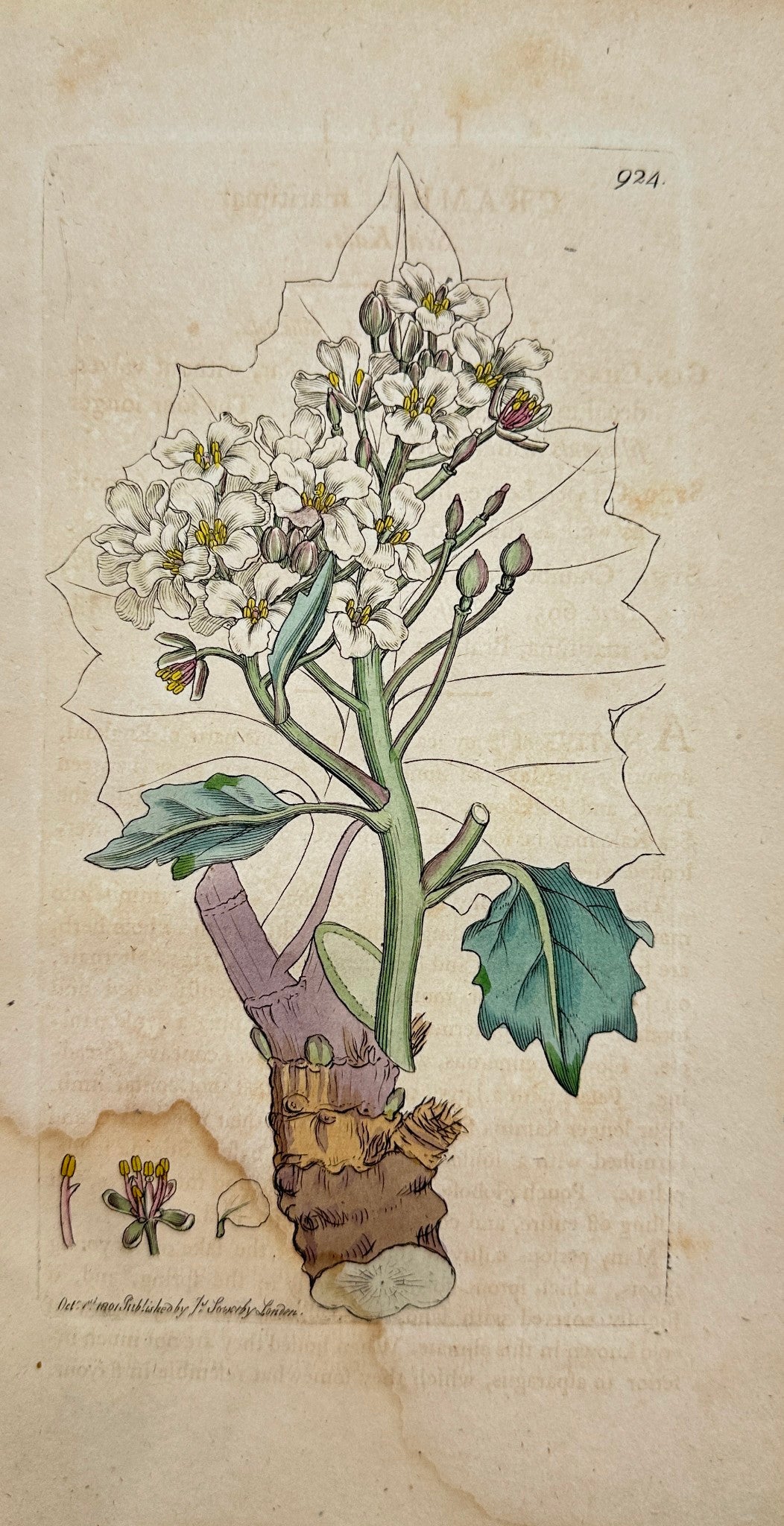 Antique Botanical Print - James Sowerby - Crambe Maritima - Sea Kale - F1