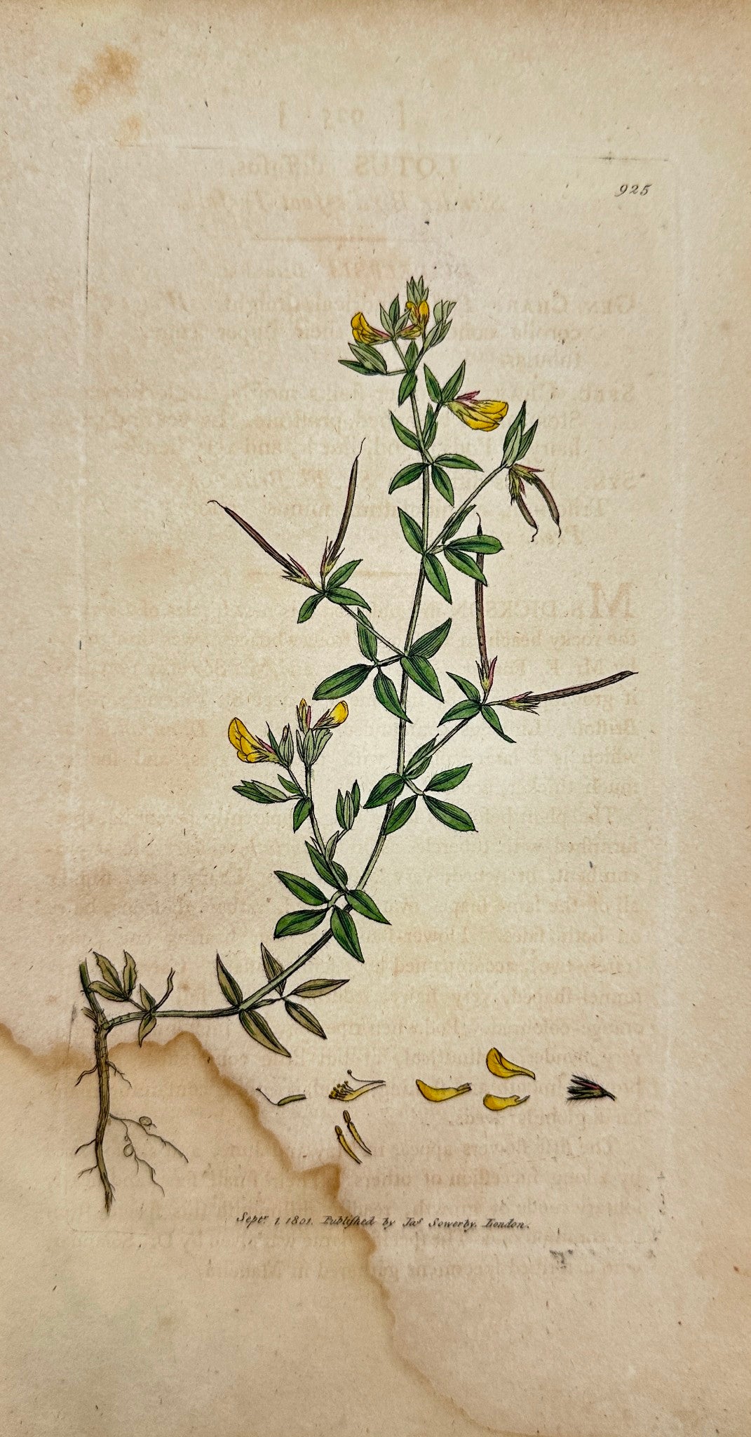 Antique Print - Sowerby - Lotus Diffusus - Slender Bird's-foot Trefoil - F1