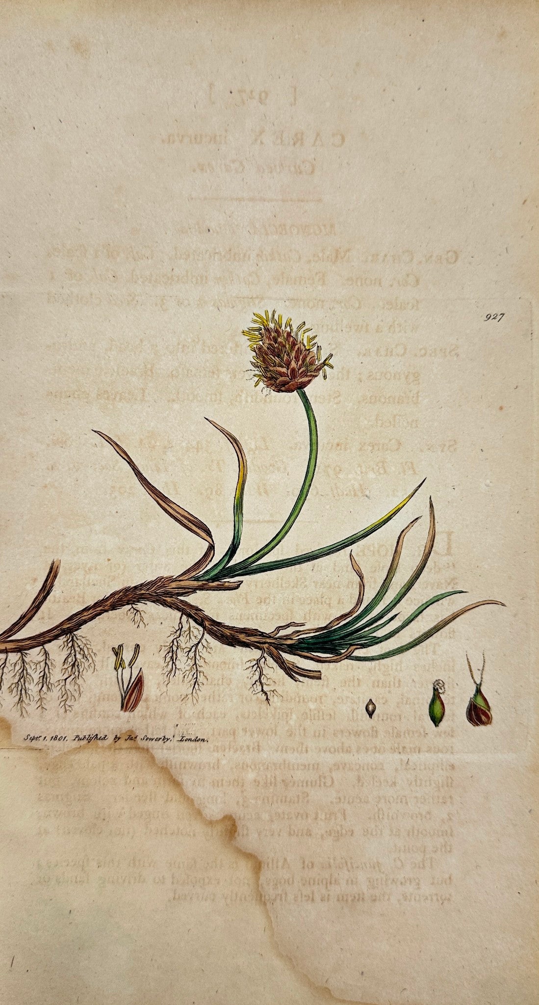 Antique Botanical Print - James Sowerby - Carex Incurva - Curved Carex - F1