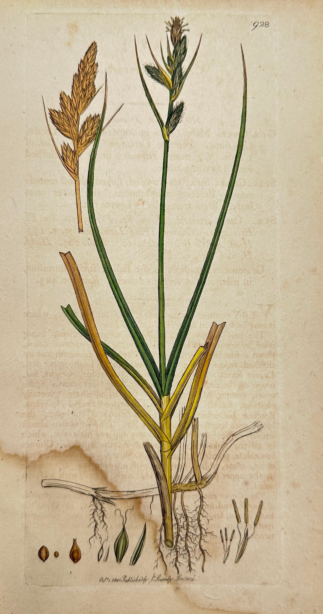 Antique Botanical Print - James Sowerby - Carex Arenaria - Sea Carex - F1