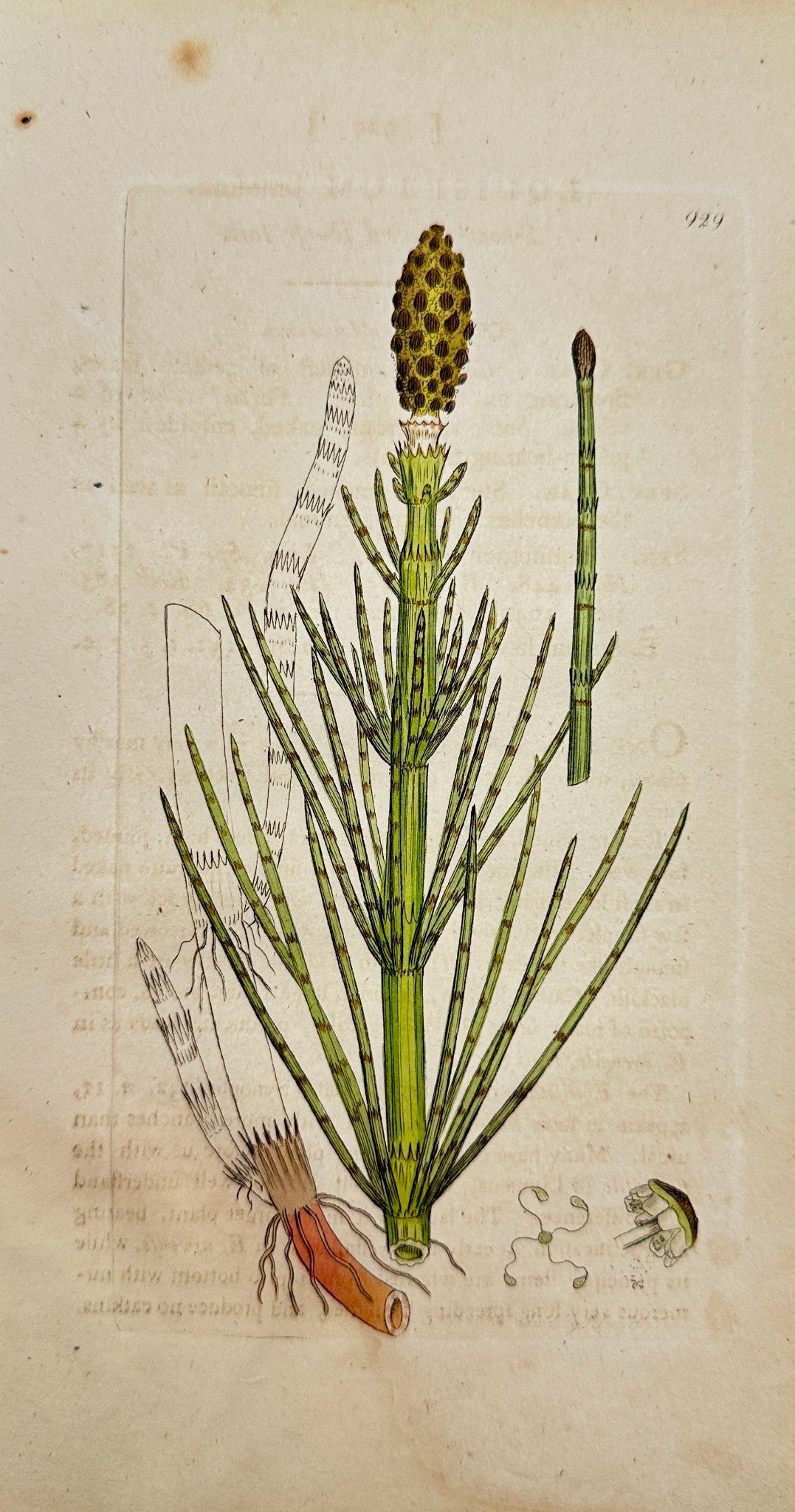 Antique Print - James Sowerby - Equisetum Limofum - Smooth Horsetail - F1