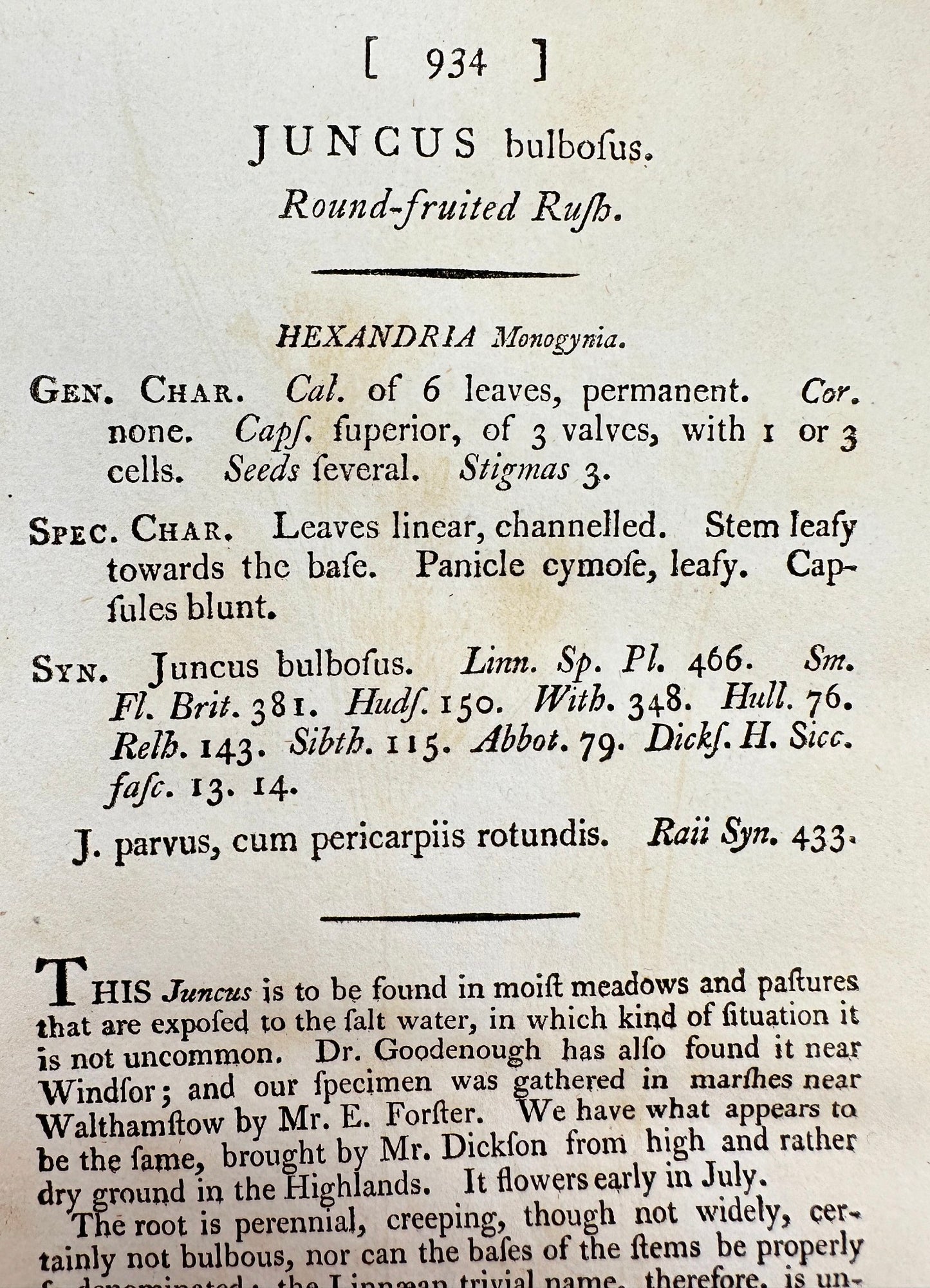 Antique Botanical Print - James Sowerby - Juncus Bulbofus - Bulbous Rush - F1