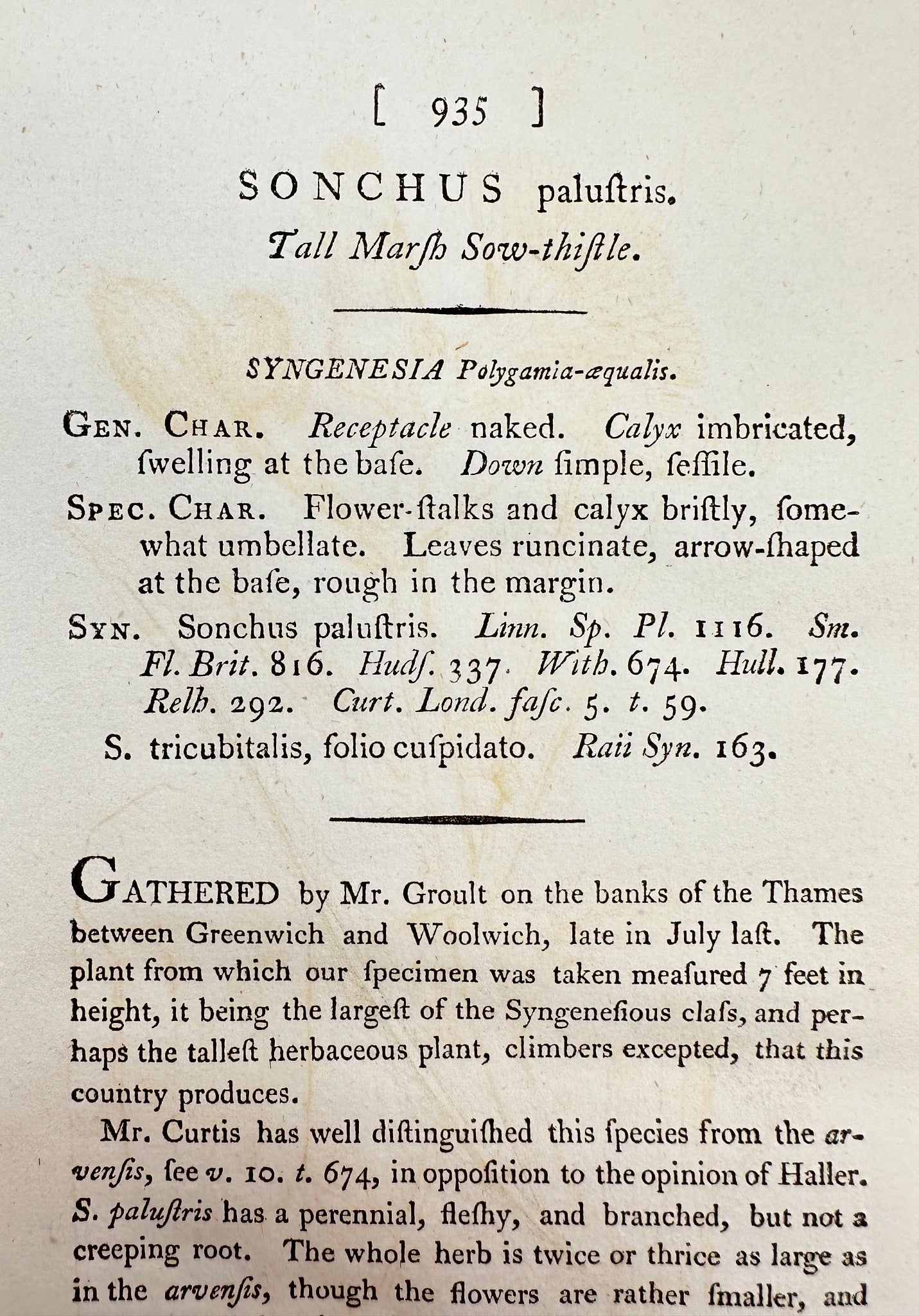 Antique Print - James Sowerby - Sonchus Palustris - Marsh Sowthistle - F1