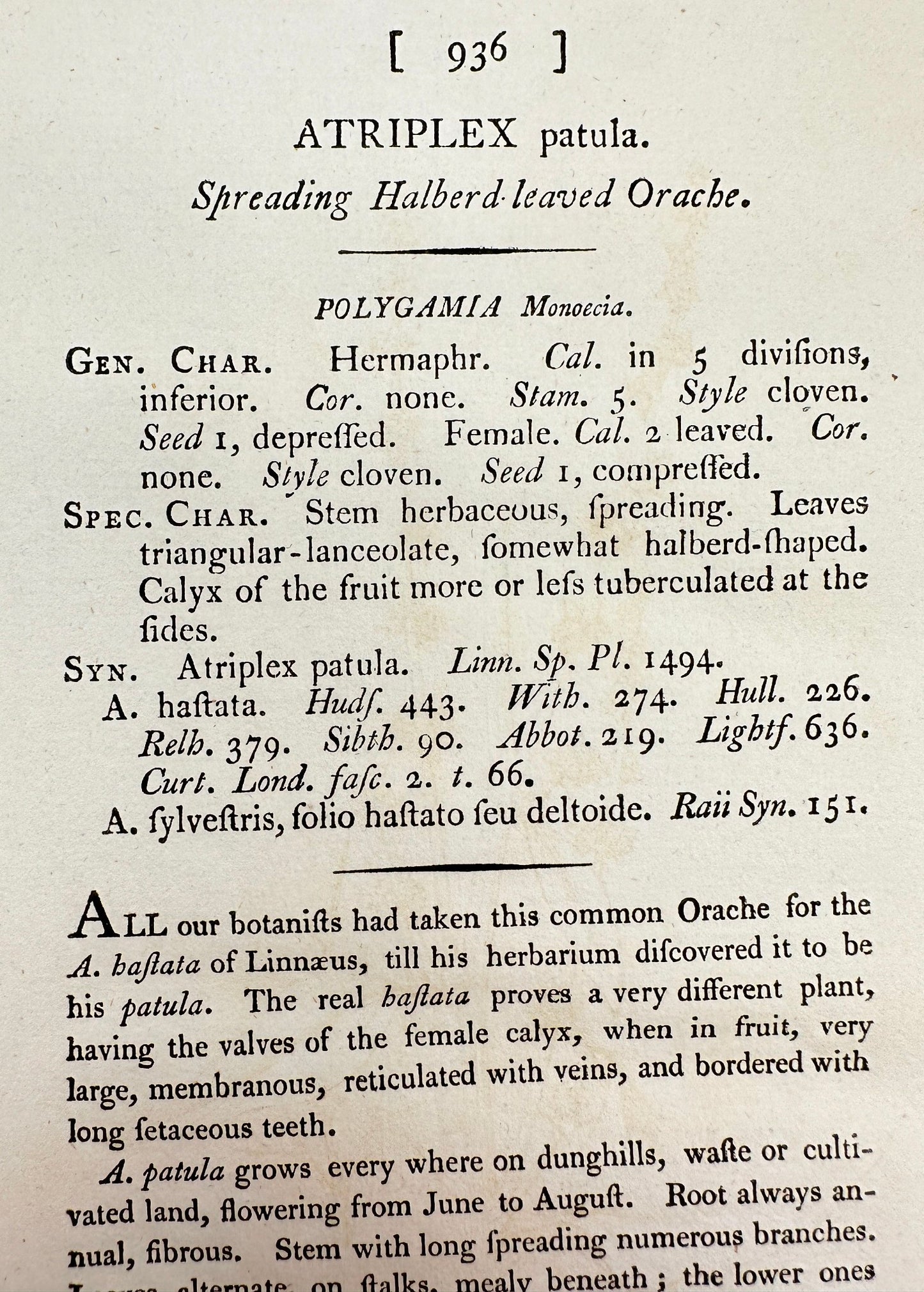 Antique Print - James Sowerby - Atriplex Patula - Spreading Orache - F1