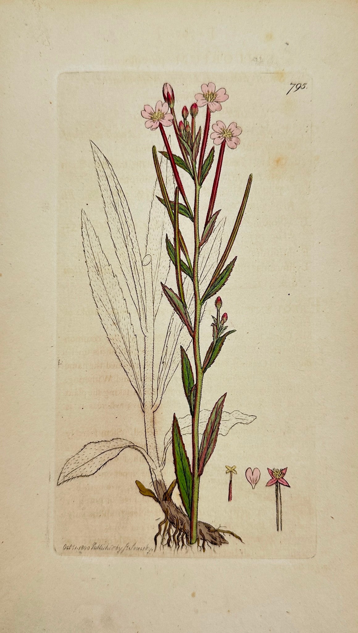 Antique Print - Sowerby - Epilobium Parviflorum - Small-flowered Willowherb - F1