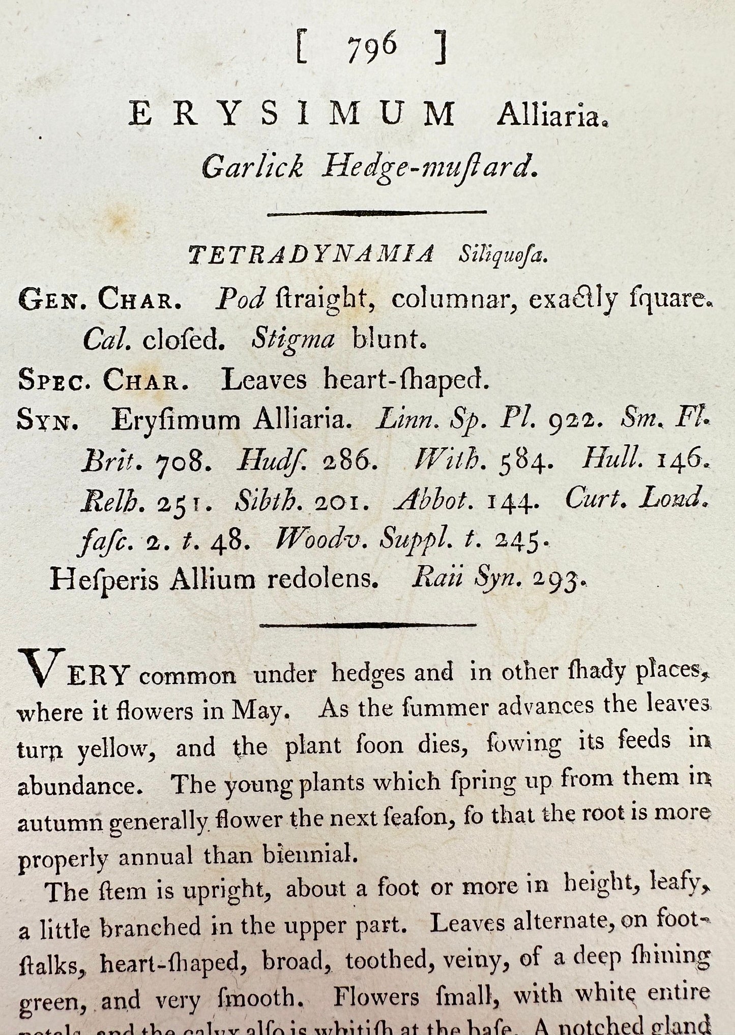 Antique Print - James Sowerby - Erysimum Alliaria - Garlick Hedge-mustard - F1