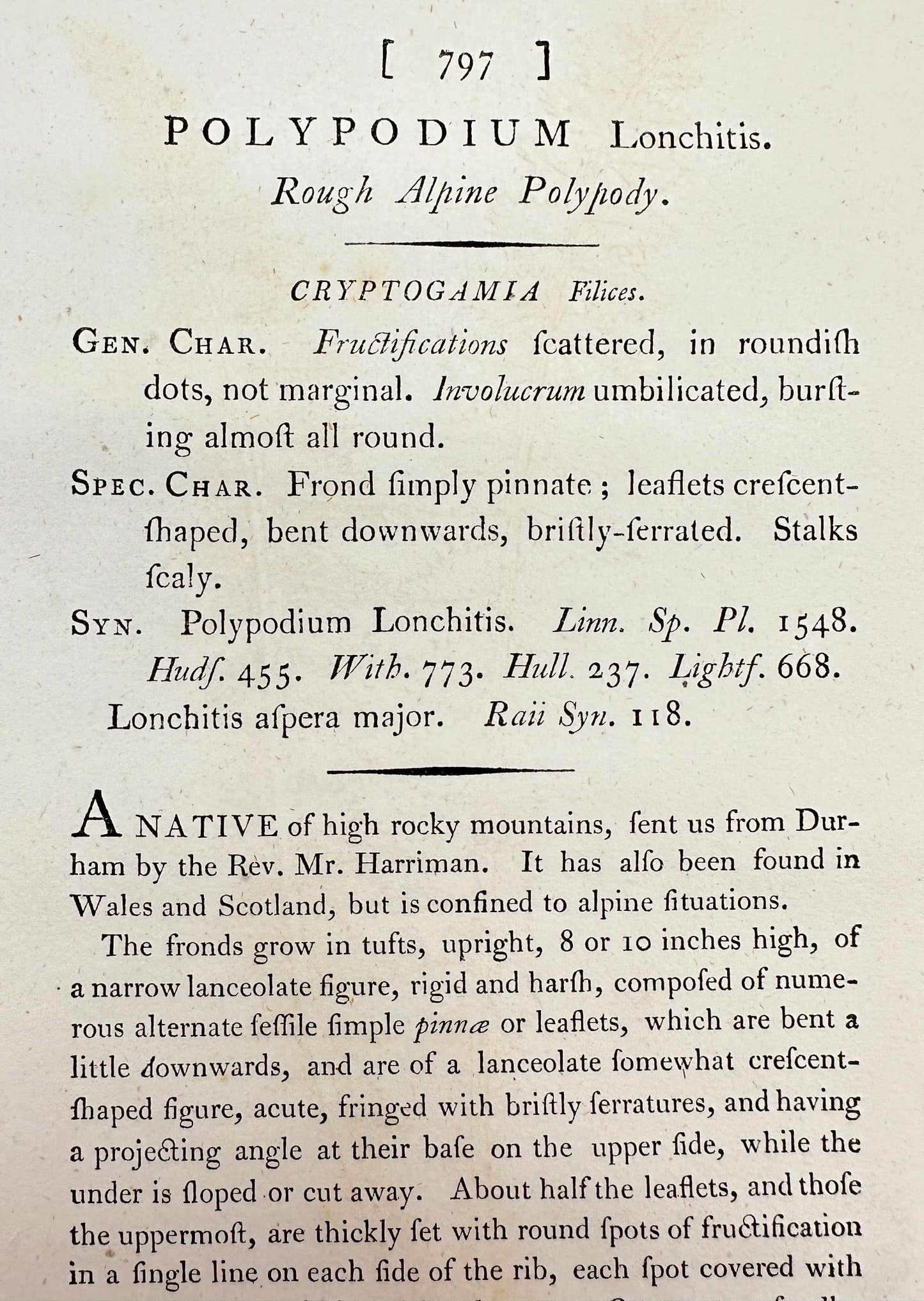 Antique Print - Sowerby - Polypodium Lonchitis - Rough Alpine Polypody - F1