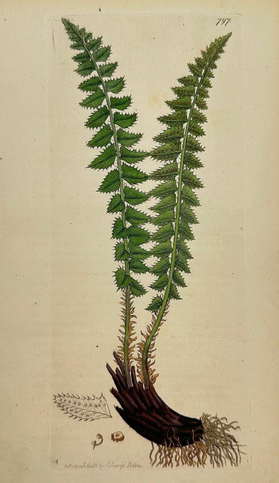Antique Print - Sowerby - Polypodium Lonchitis - Rough Alpine Polypody - F1