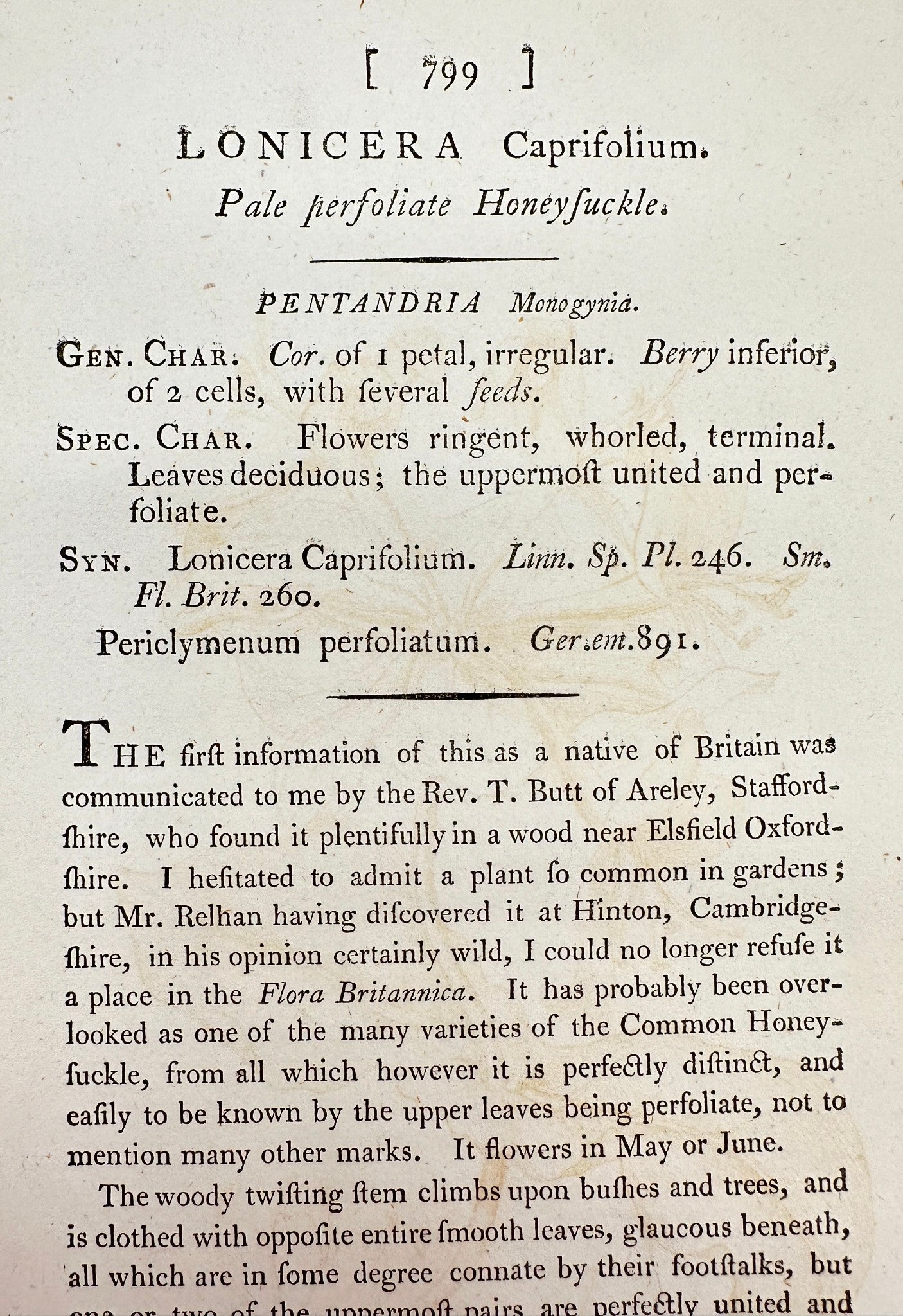 Antique Print - James Sowerby - Lonicera Caprifolium - Italian Woodbine - F1