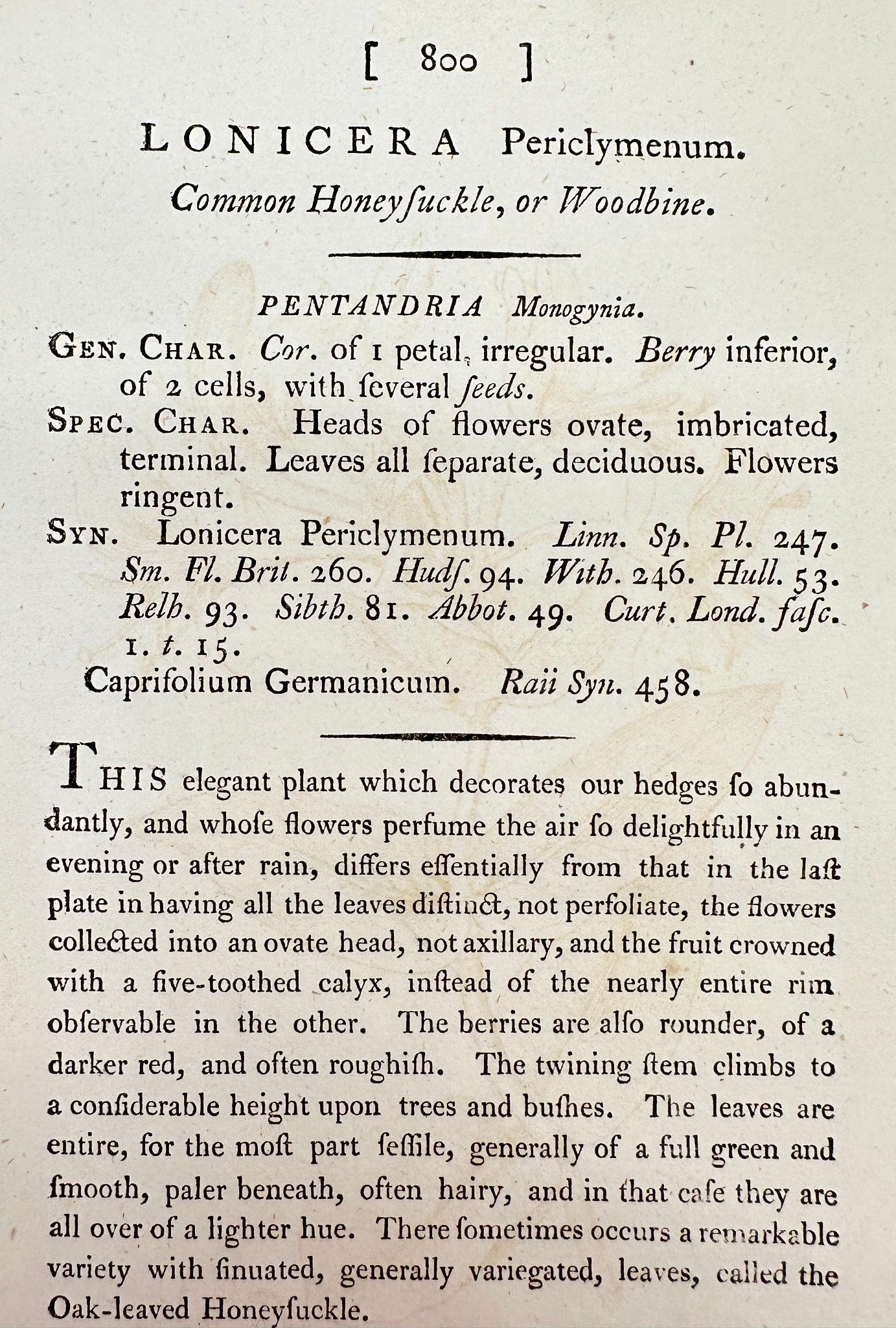 Antique Print - James Sowerby - Lonicera Periclymenum - Common Honeysuckle - F1