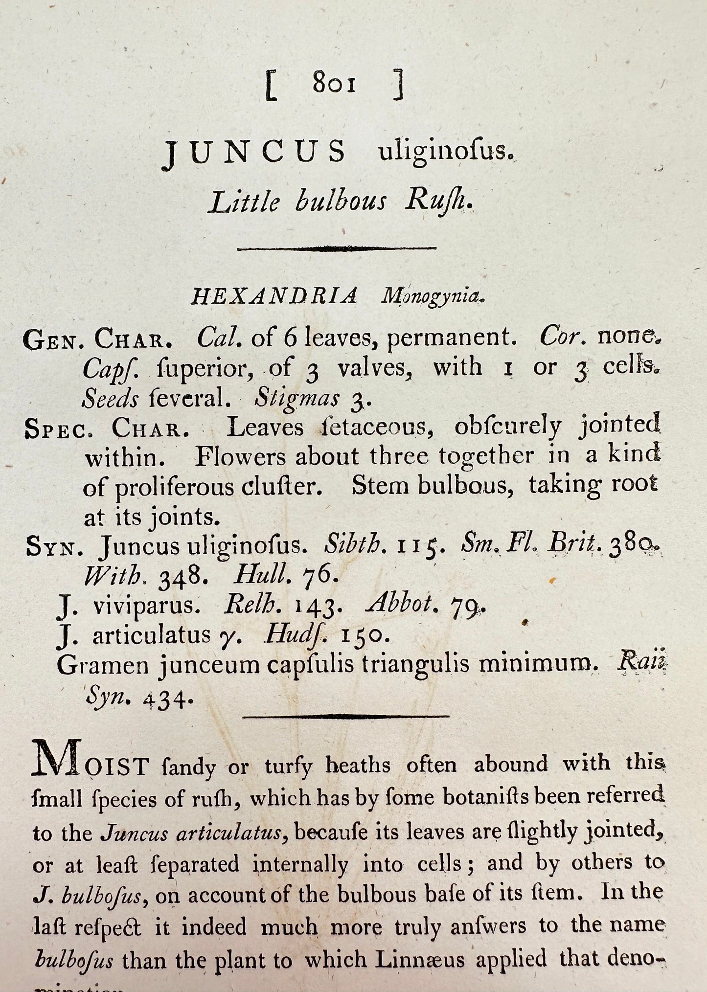 Antique Print - James Sowerby - Juncus Uliginosus - Little bulbous Rush - F1