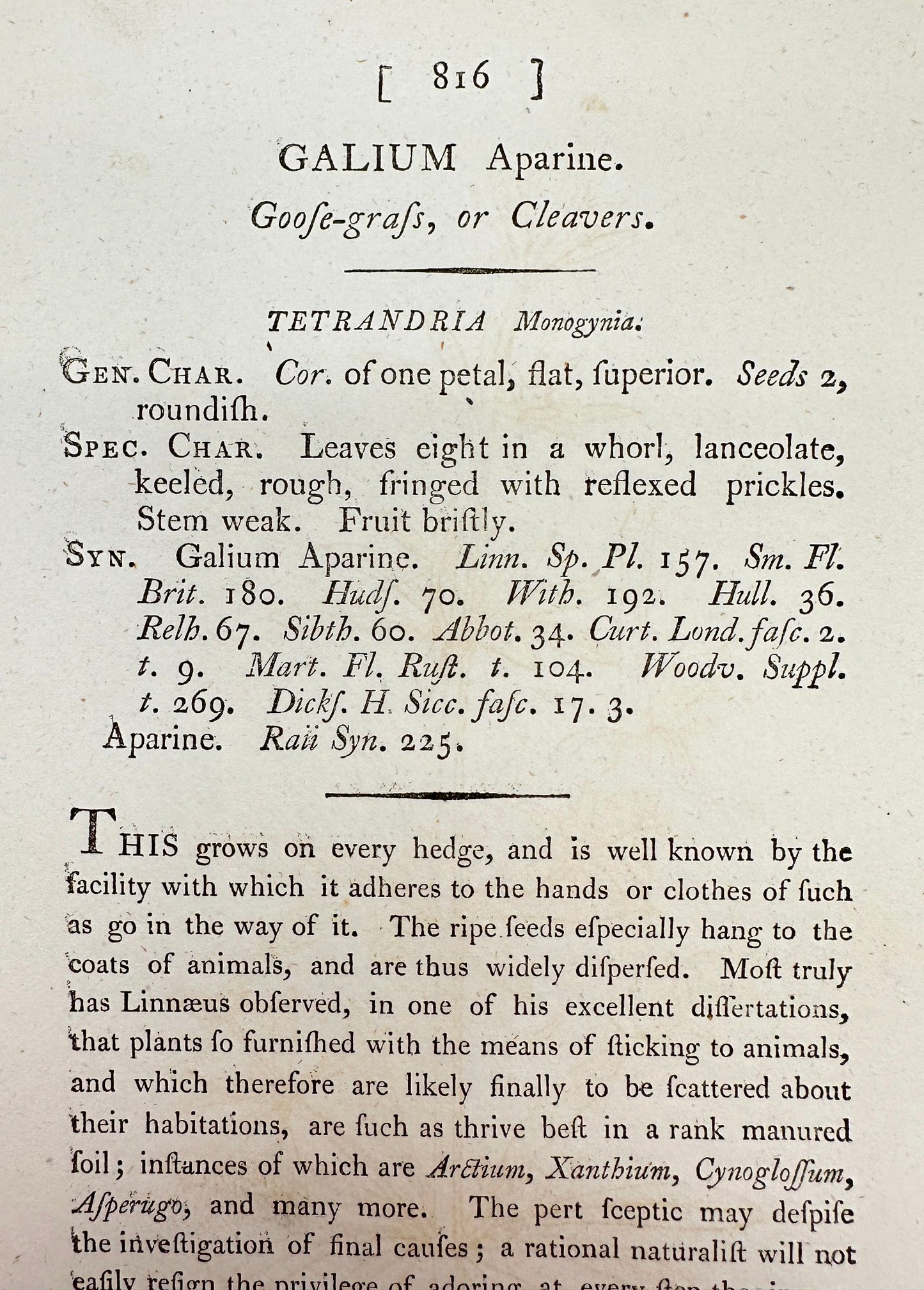Antique Botanical Print - James Sowerby - Galium Aparine - Goose-grafs - F1