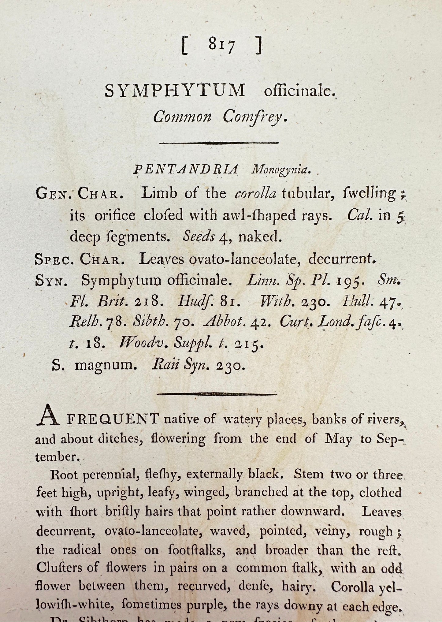 Antique Print - James Sowerby - Symphytum Officinale - Common Comfrey - F1