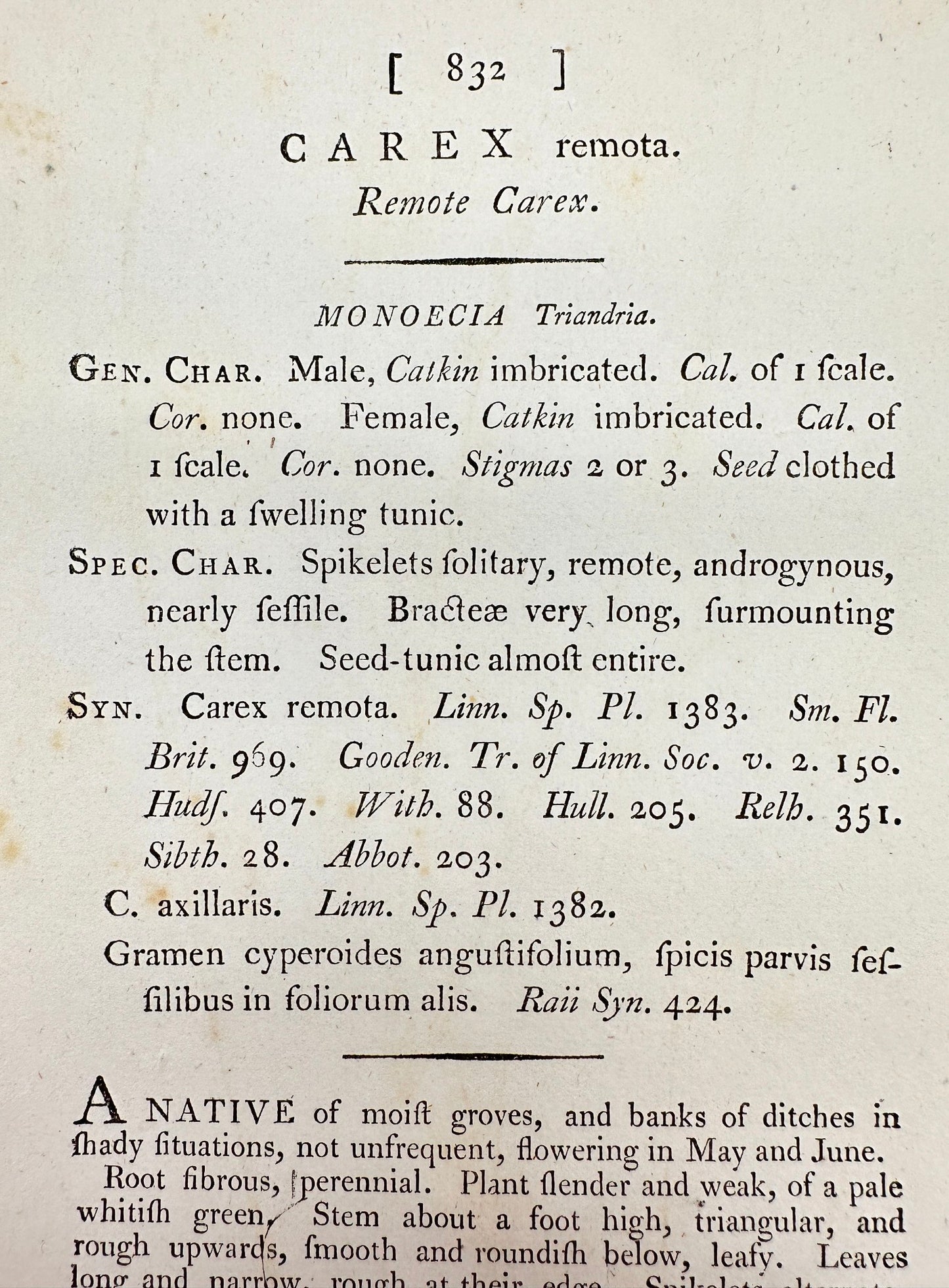 Antique Botanical Print - James Sowerby - Carex Remota - Remote Carex - F1