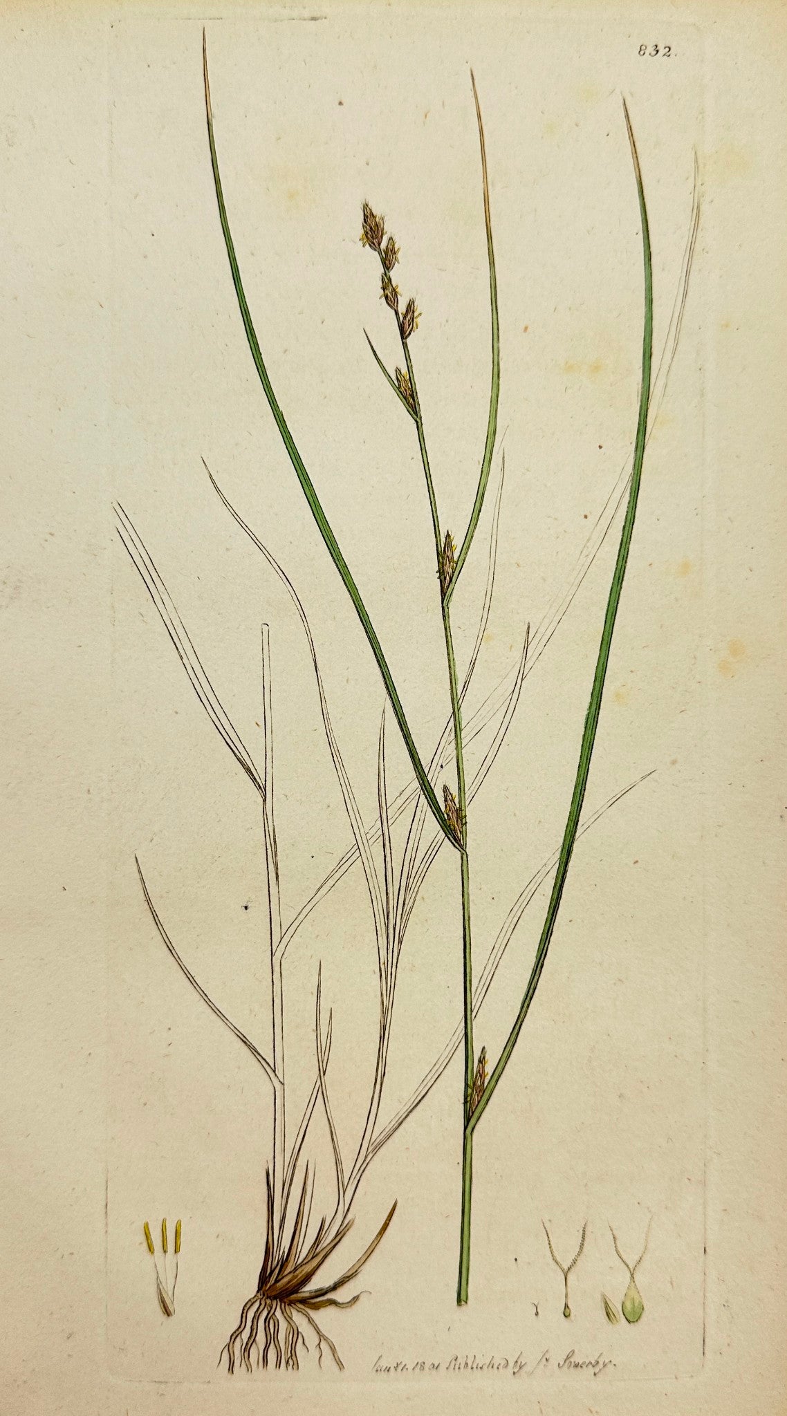 Antique Botanical Print - James Sowerby - Carex Remota - Remote Carex - F1