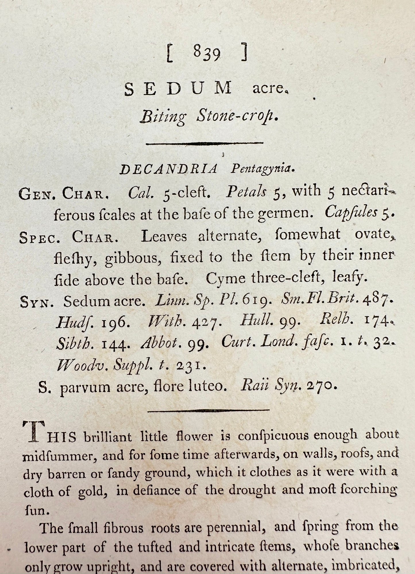 Antique Botanical Print - James Sowerby - Sedum Acre - Biting Stone-crop - F1