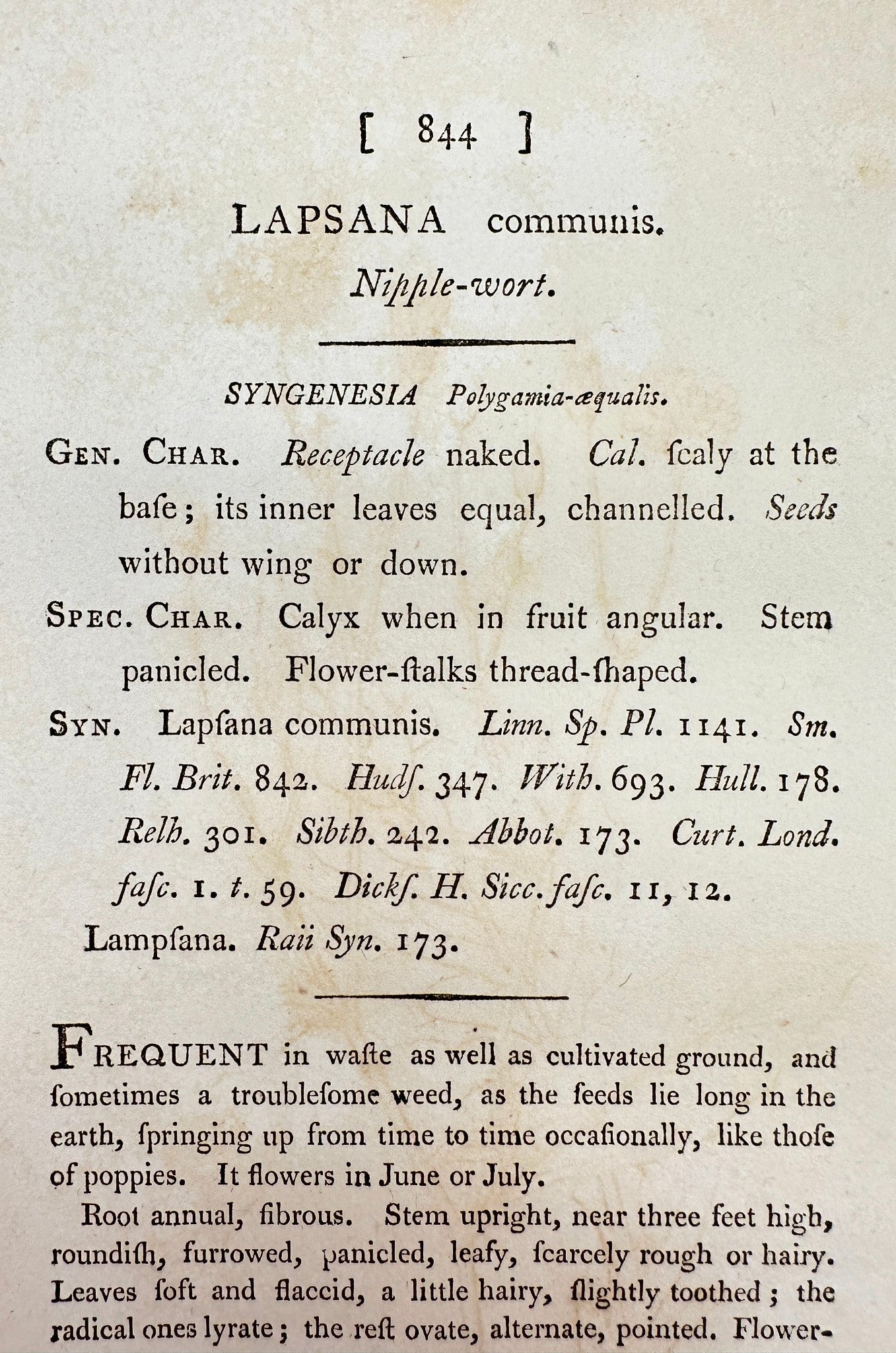 Antique Botanical Print - James Sowerby - Lapsana Communis - Nipple-wort - F1