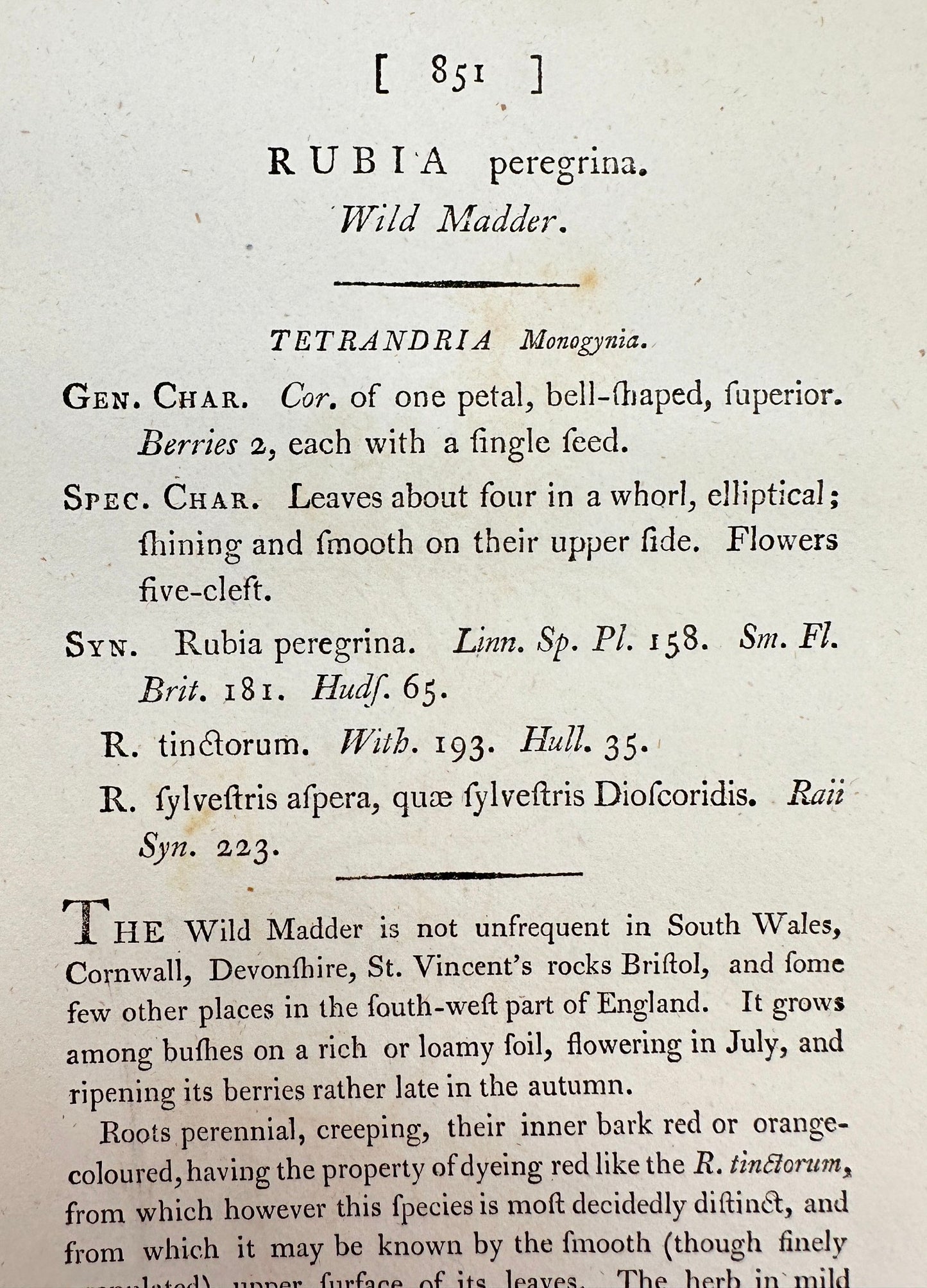 Antique Botanical Print - James Sowerby - Rubia Peregrina - Wild Madder - F1