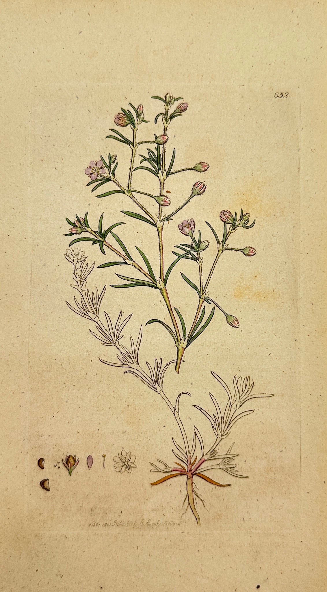 Antique Botanical Print - James Sowerby - Arenaria Rubra - Purple Sandwort - F1