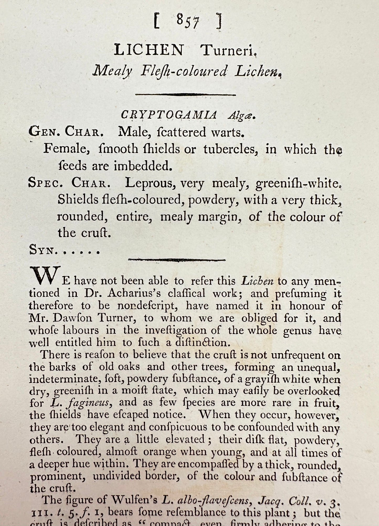 Antique Print - Sowerby - Lichen Turneri - Mealy Flesh-coloured Lichen - F1