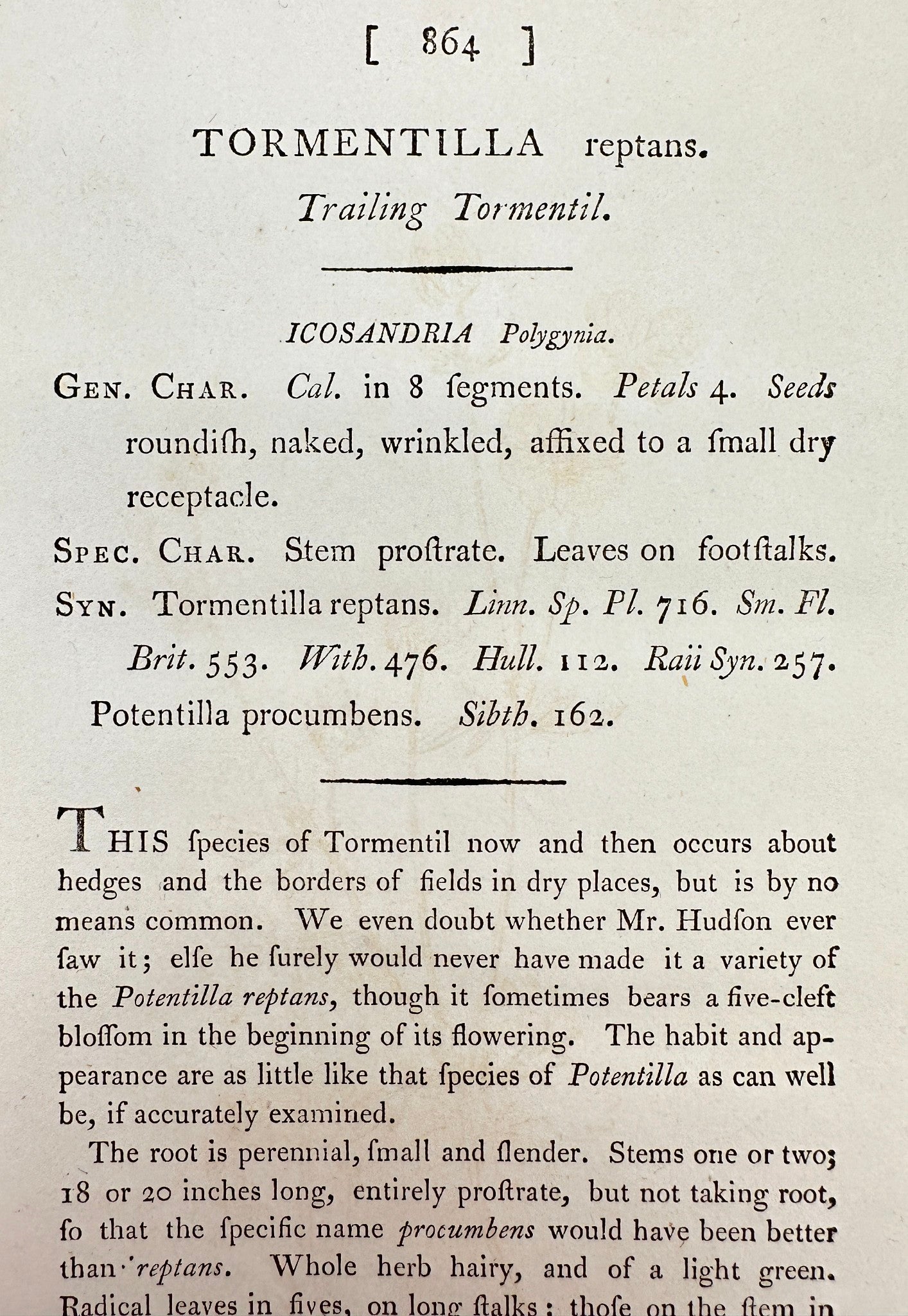Antique Print - James Sowerby - Tormentilla Reptans - Trailing Tormentil - F1