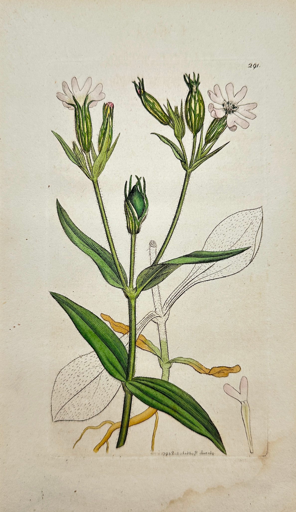 Antique Print - Sowerby - Silene Noctiflora - Night-flowering Catchfly - F1