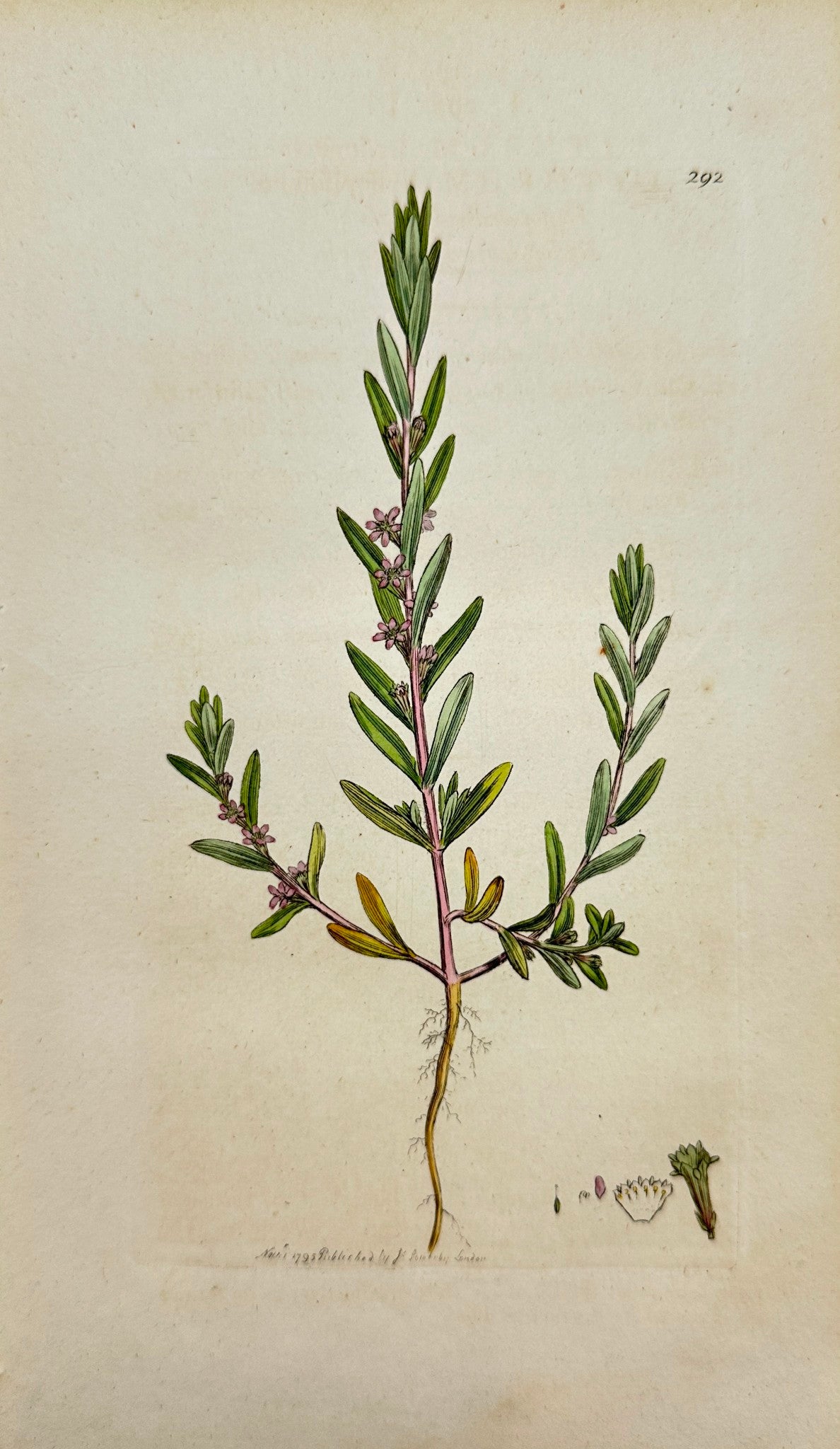 Antique Print - Sowerby - Lythrum Hyssopifolium - Hyffop-leaved Grass-poly - F1