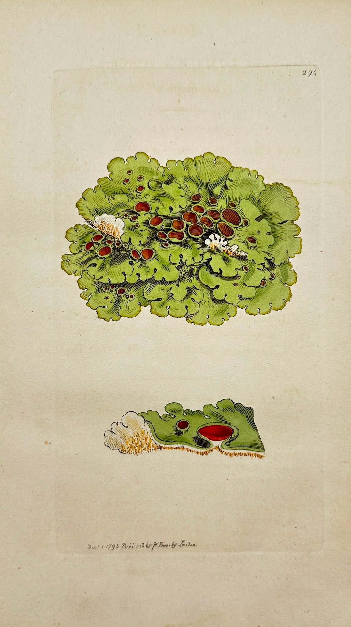 Antique Print - James Sowerby - Lichen Læte-virens - Bright-green Lichen - F1