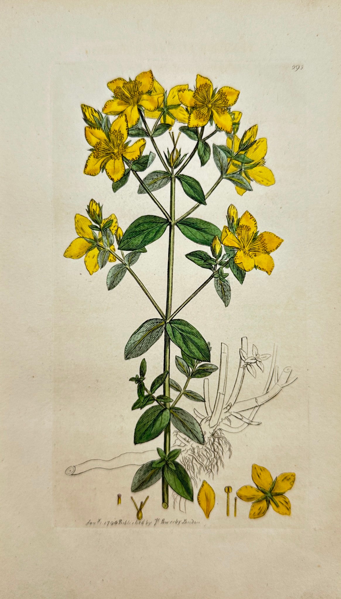 Antique Print - Sowerby - Hypericum Perforatum - Perforated St. John's Wort - F1