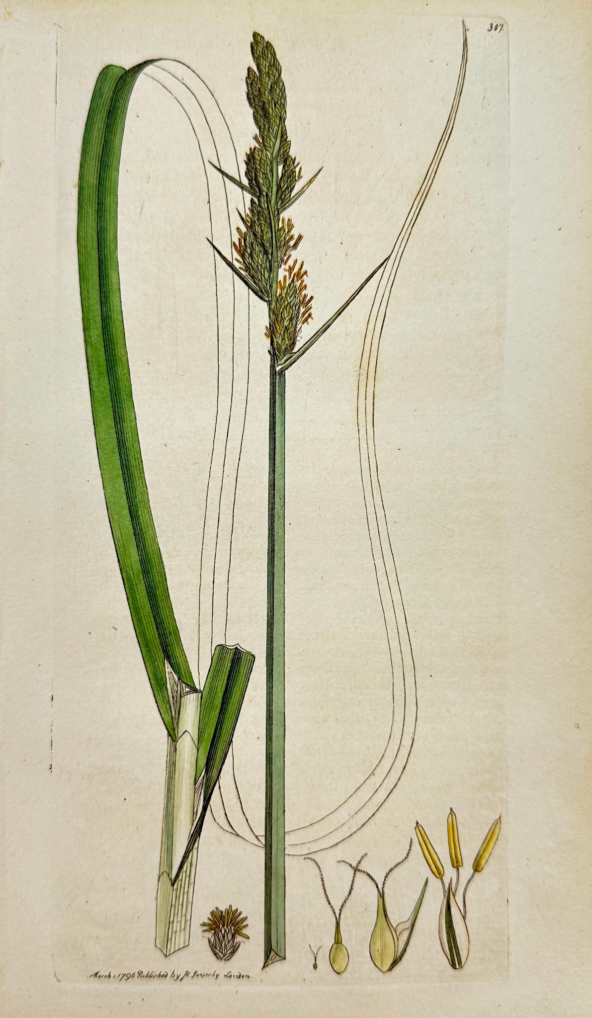 Antique Botanical Print - James Sowerby - Carex Vulpina - Great Carex - F1