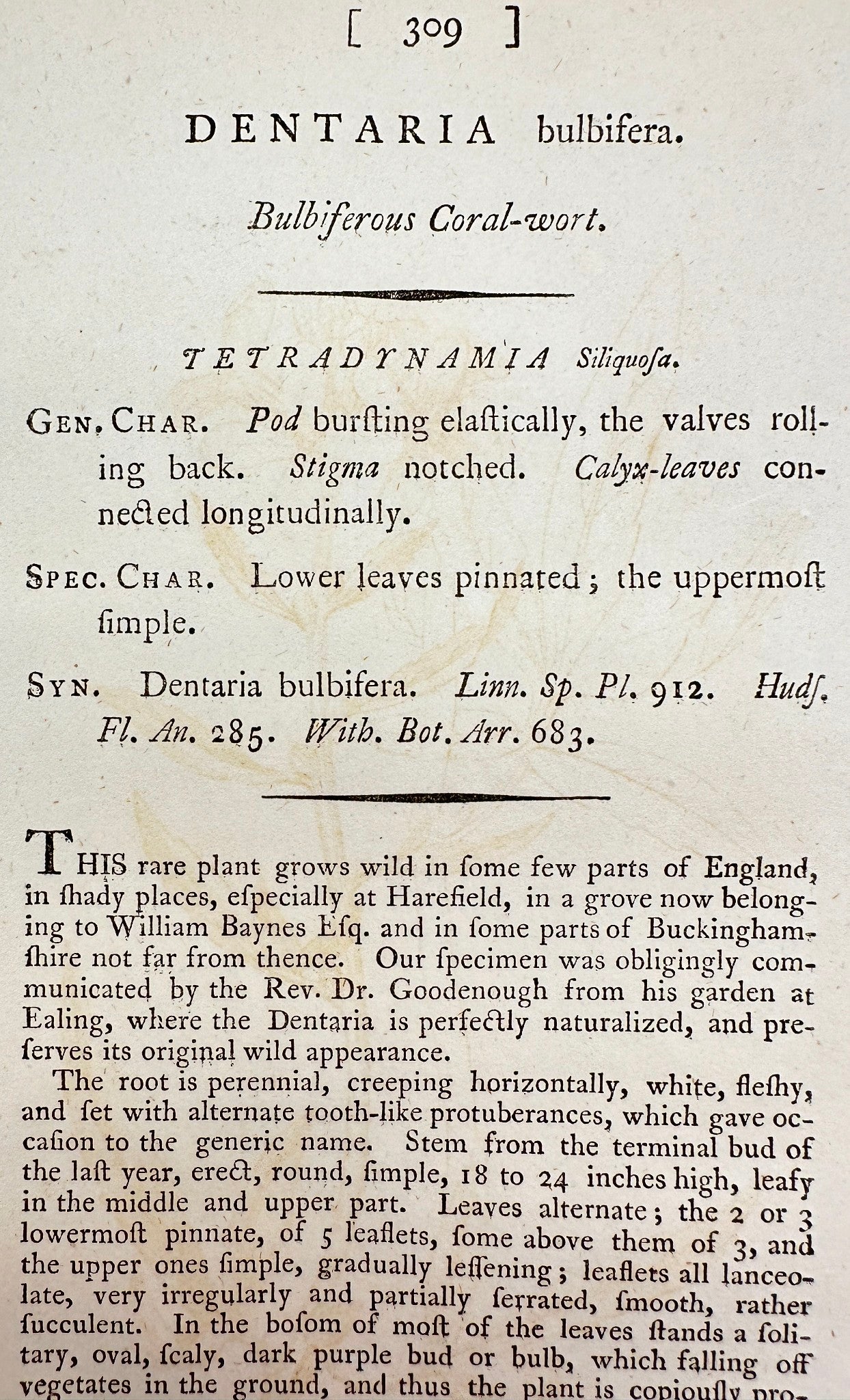 Antique Print - James Sowerby - Dentaria Bulbifera - Bulbiferous Coral-wort - F1