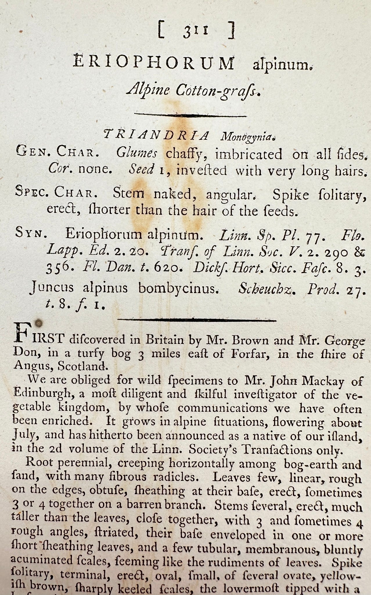 Antique Print - James Sowerby - Eriophorum Alpinum - Alpine Cotton-grafs - F1