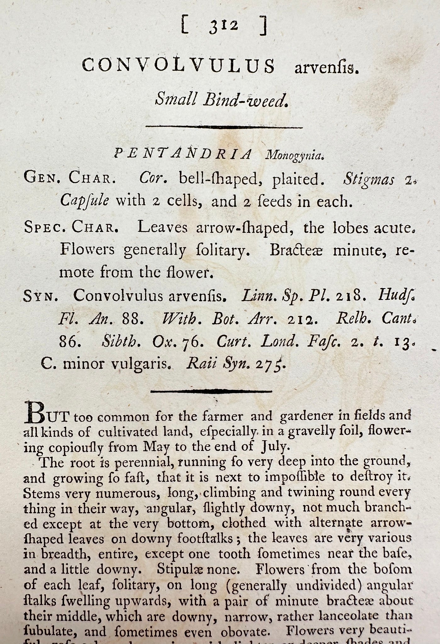 Antique Print - James Sowerby - Convolvulus Arvensis - Small Bind-weed - F1