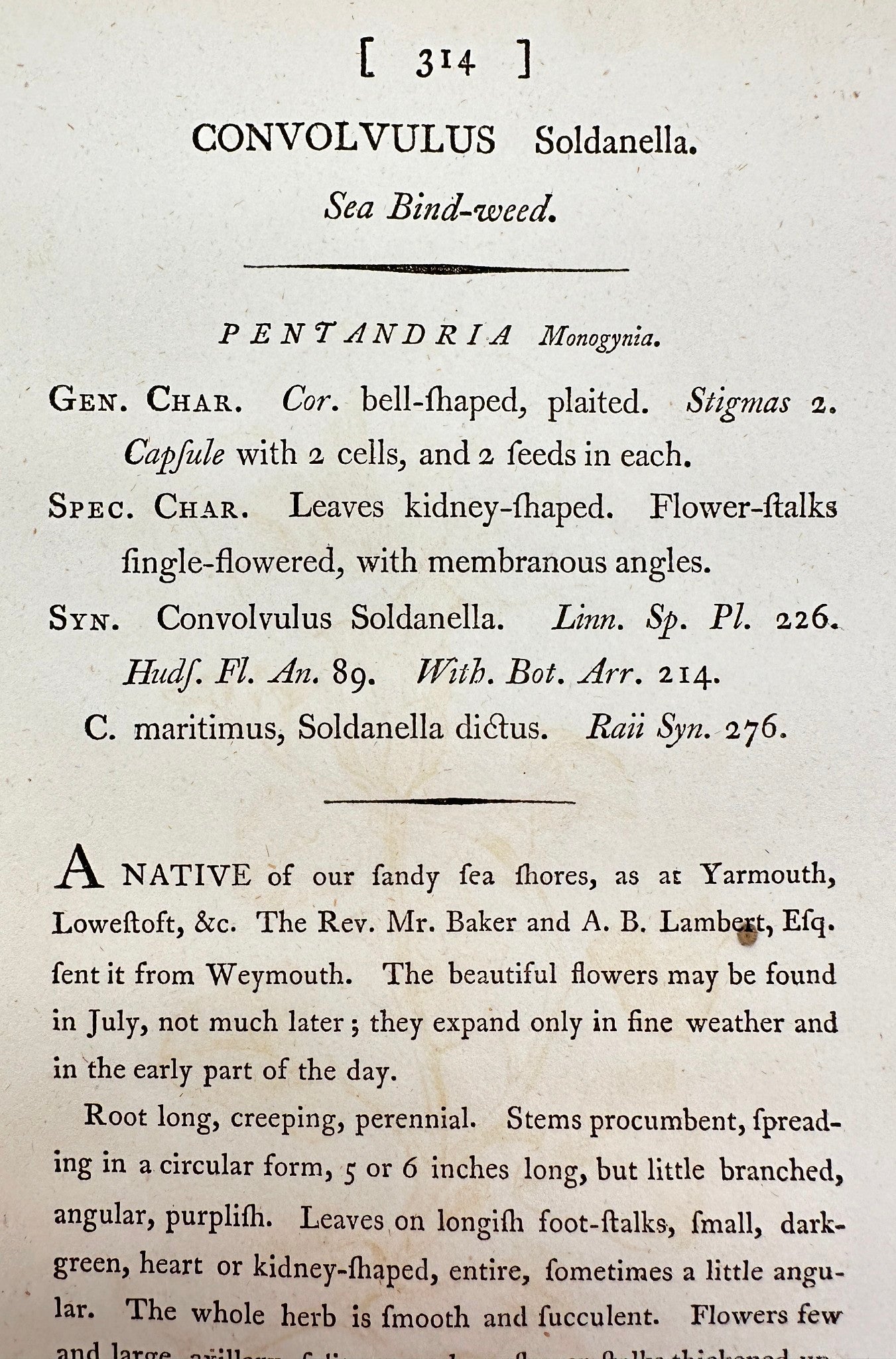 Antique Print - James Sowerby - Convolvulus Soldanella - Sea Bind-weed - F1