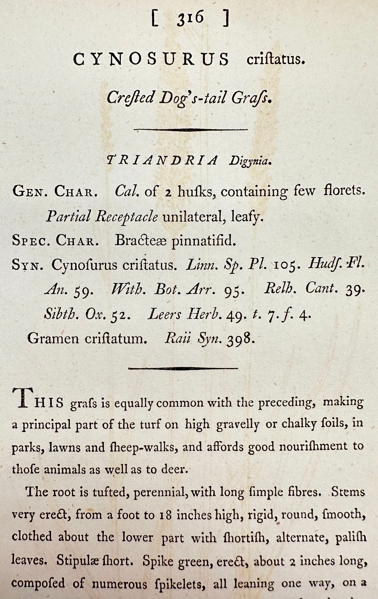 Antique Print - Sowerby - Cynosurus Cristatus - Crested Dog's-tail Grafs - F1