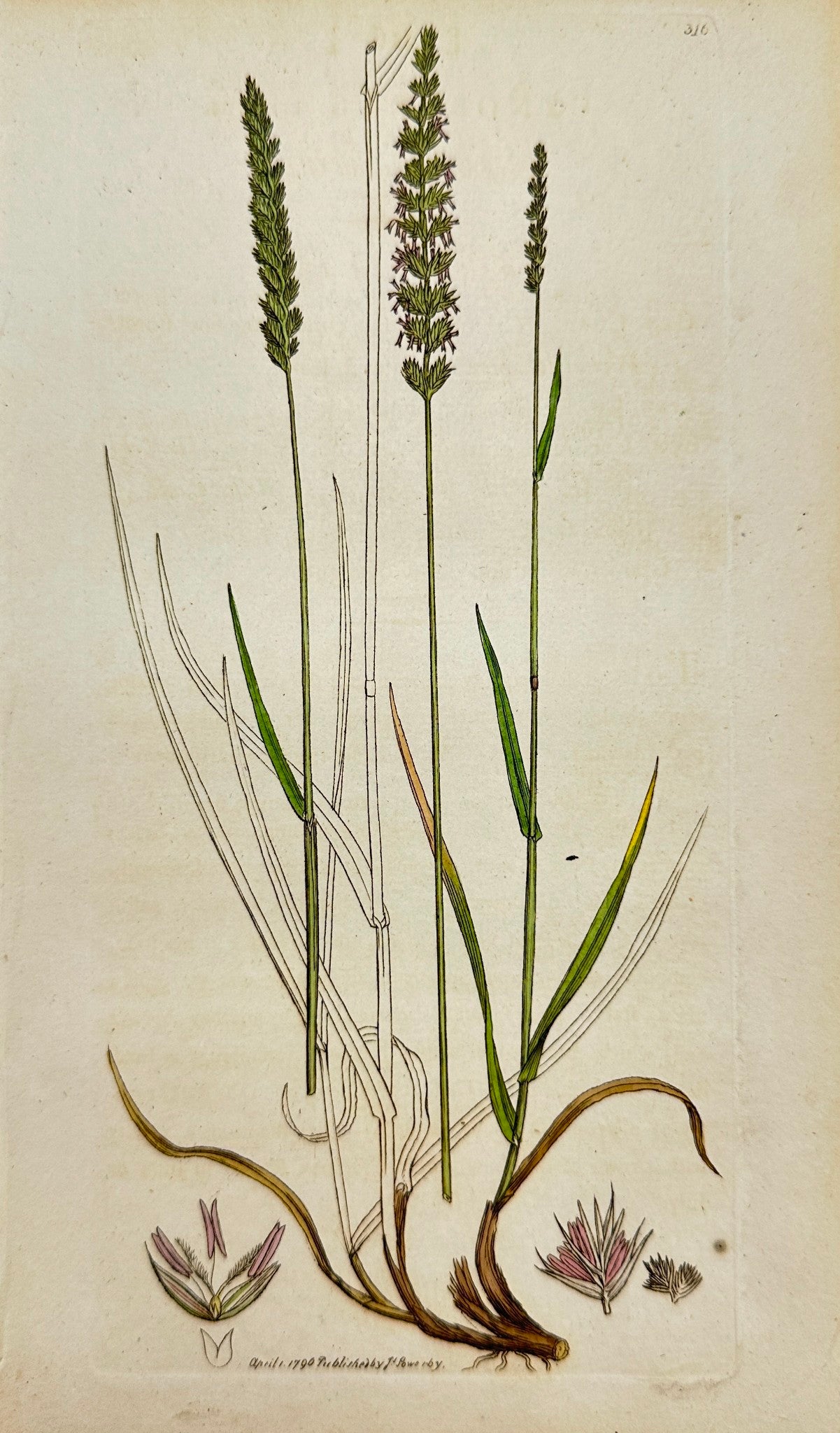 Antique Print - Sowerby - Cynosurus Cristatus - Crested Dog's-tail Grafs - F1