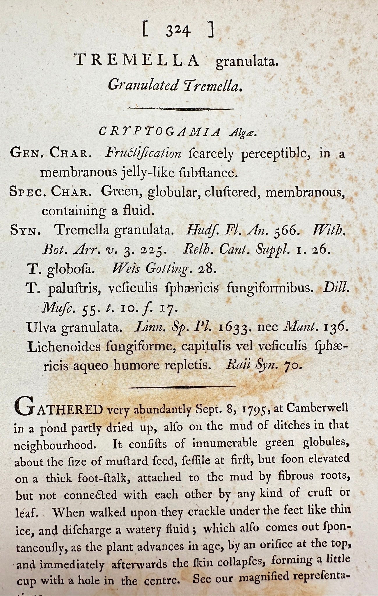 Antique Print - James Sowerby - Tremella Granulata - Granulated Tremella - F1