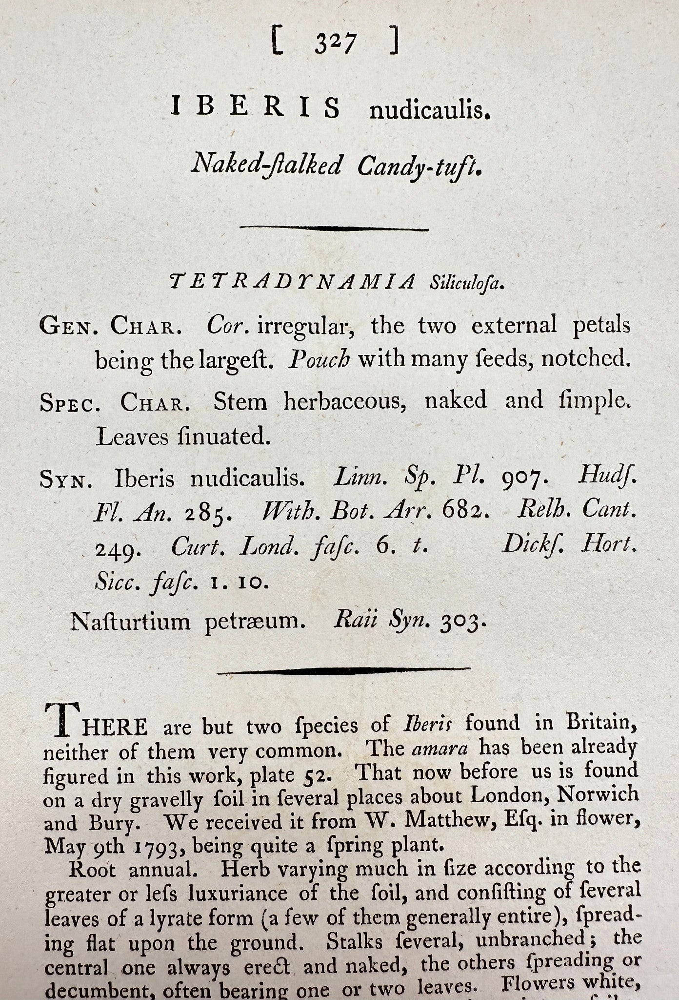 Antique Print - Sowerby - Iberis Nudicaulis - Naked-ftalked Candy-tuft - F1