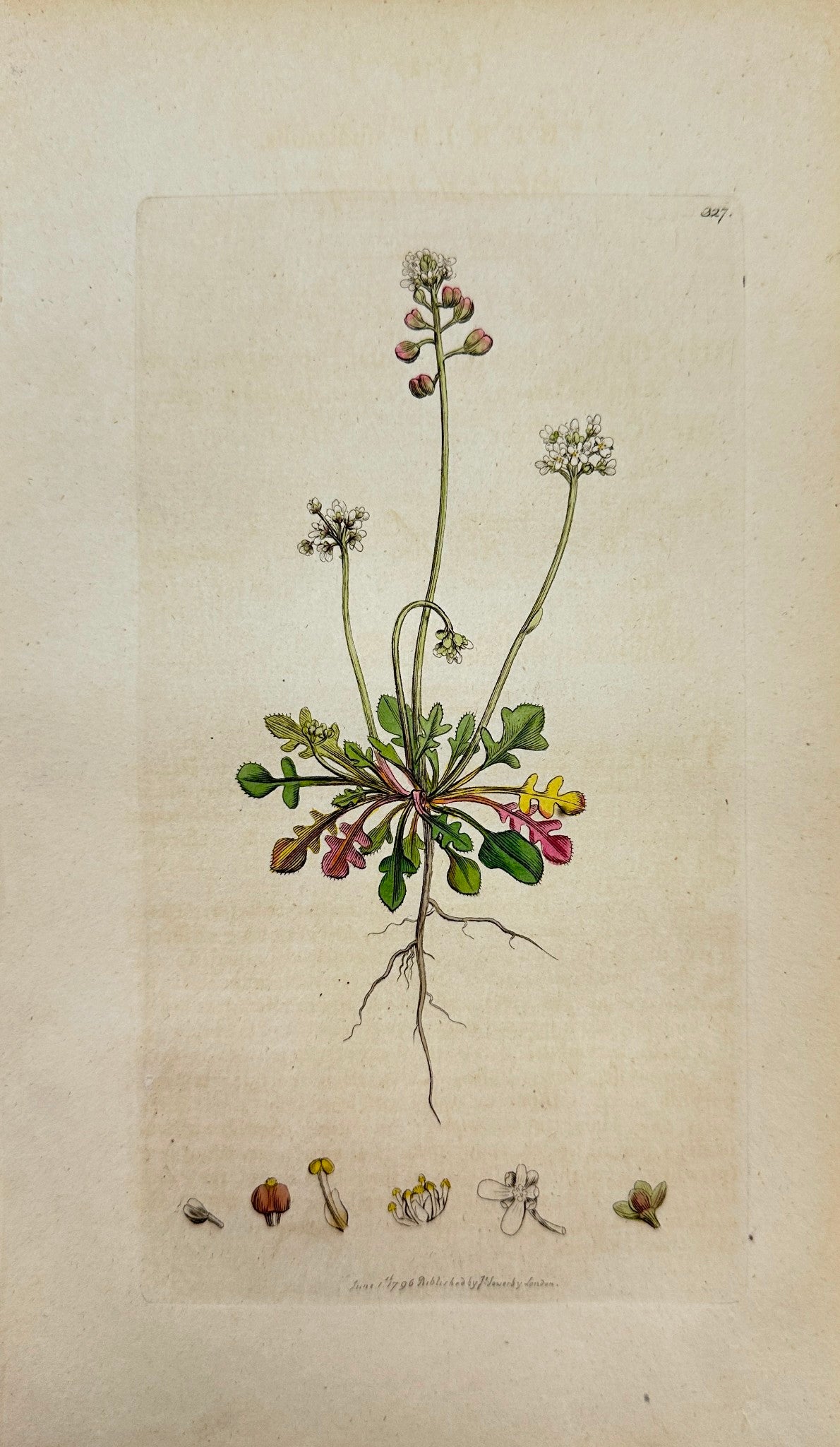 Antique Print - Sowerby - Iberis Nudicaulis - Naked-ftalked Candy-tuft - F1
