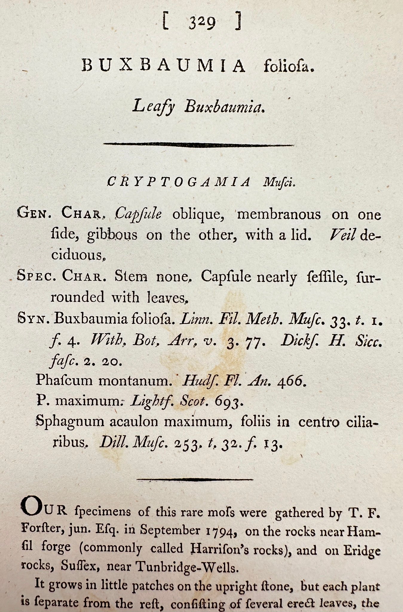 Antique Print - James Sowerby - Buxbaumia Foliosa - Leafy Buxbaumia - F1