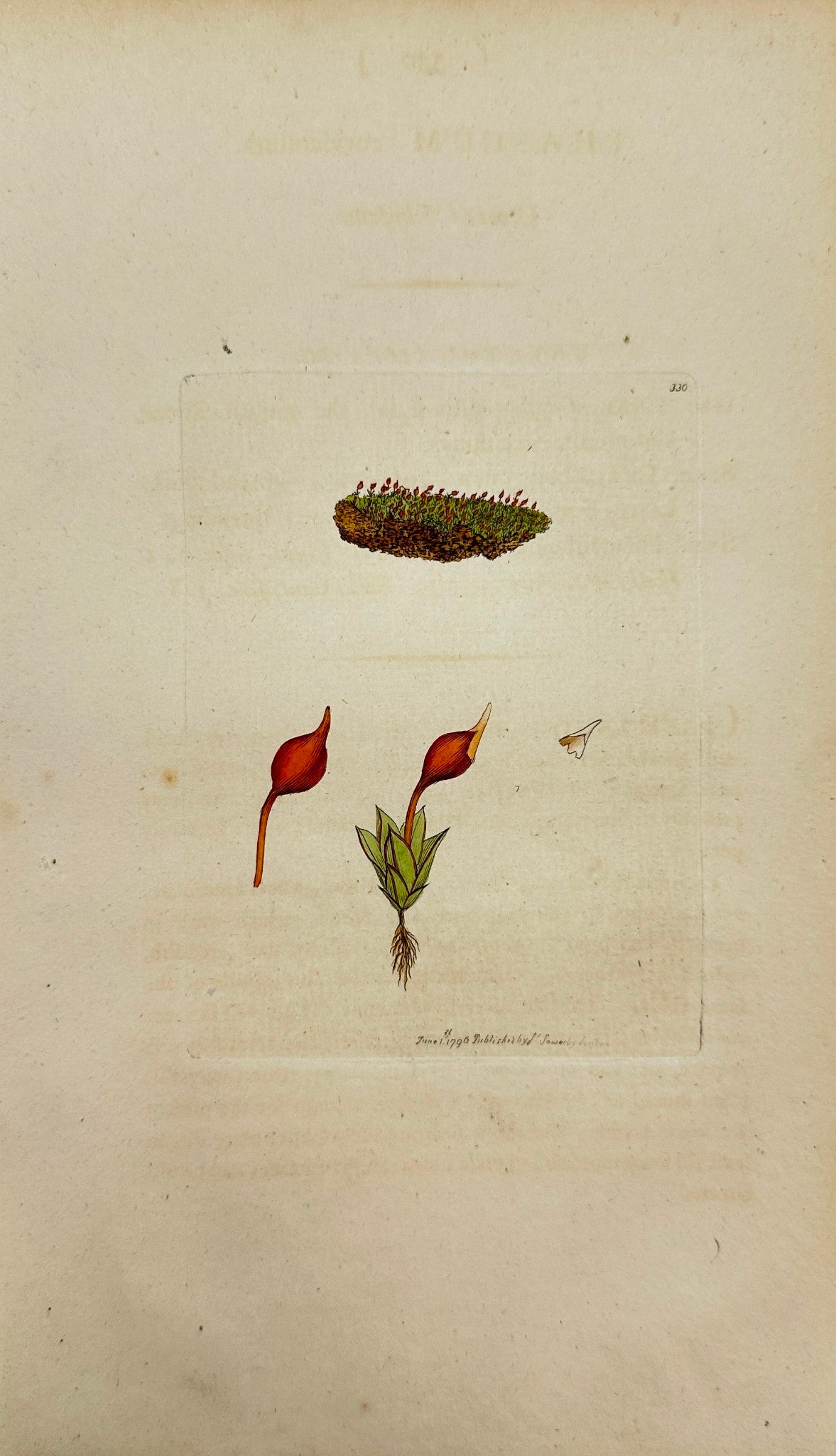 Antique Print - James Sowerby - Phascum Curvicollum - Crooked Phafcum - F1