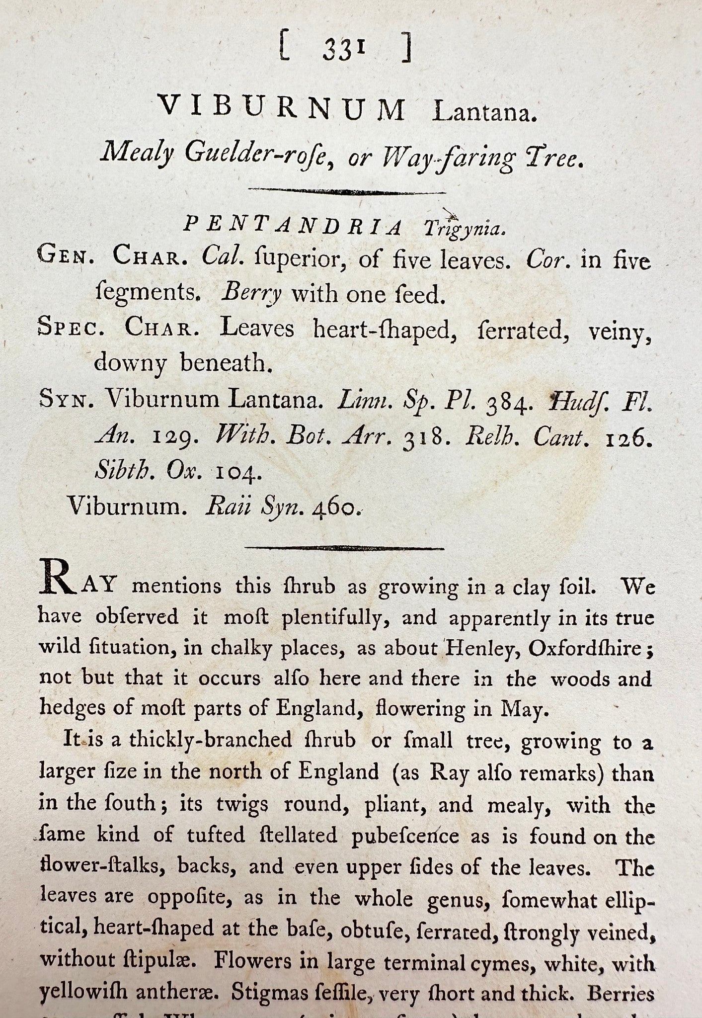 Antique Print - James Sowerby - Viburnum Lantana - Mealy Guelder-rofe - F1