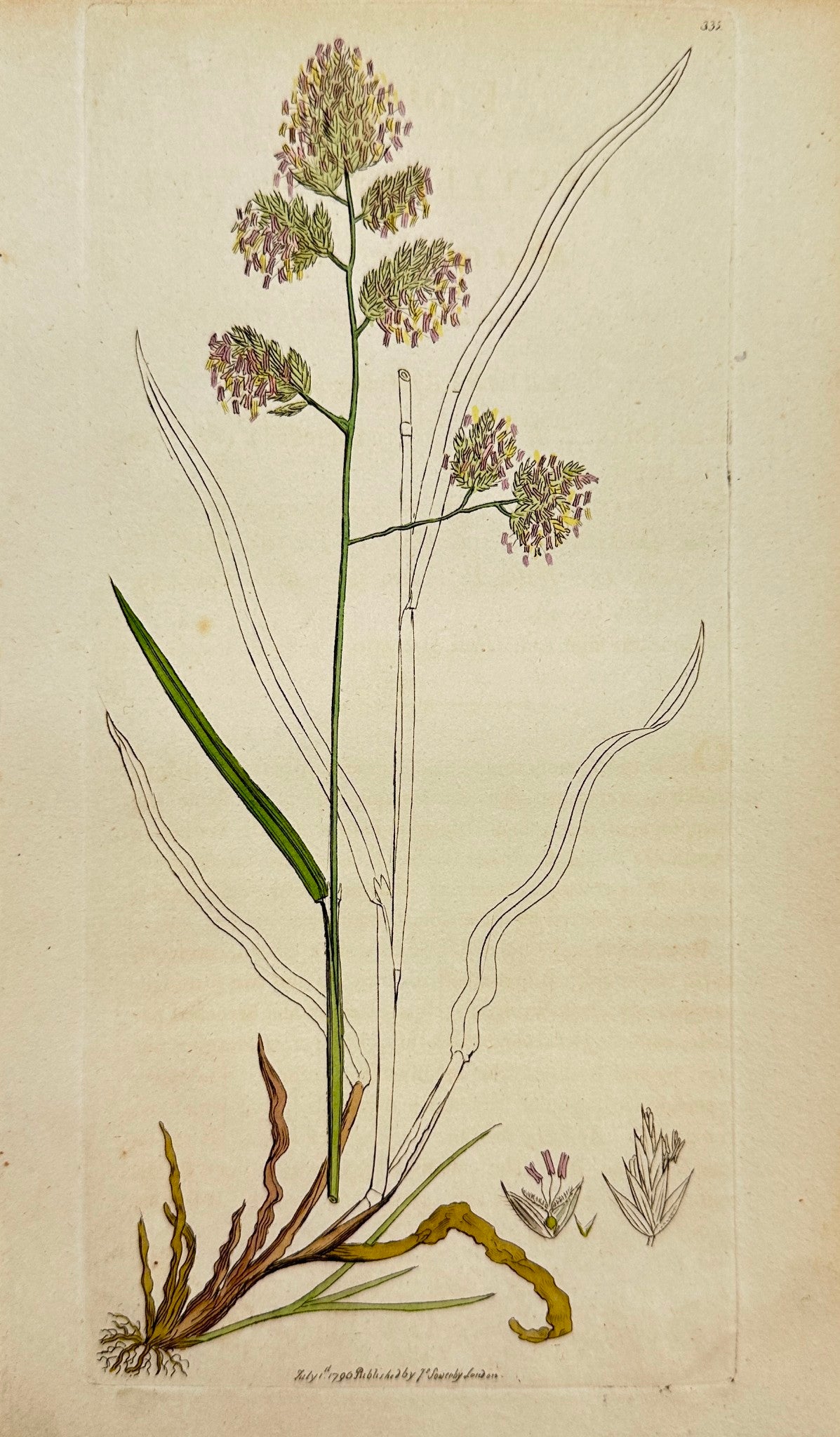 Antique Print - Sowerby - Dactylis Glomerata - Rough Cock's-foot Grafs - F1