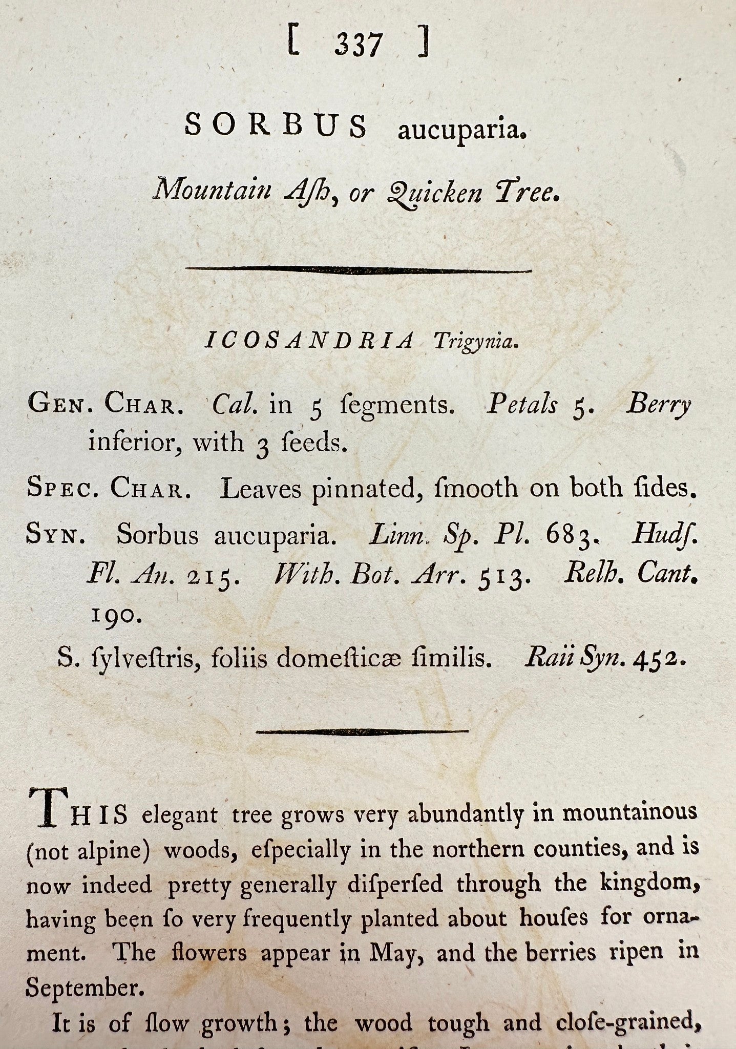 Antique Botanical Print - James Sowerby - Sorbus Aucuparia - Quicken Tree - F1